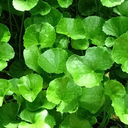 Gotu Kola, Ayurvedic (Brahmi)