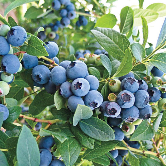 Blueberry, O'Neal