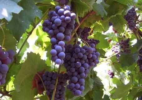 Grape, Heavenly Blue