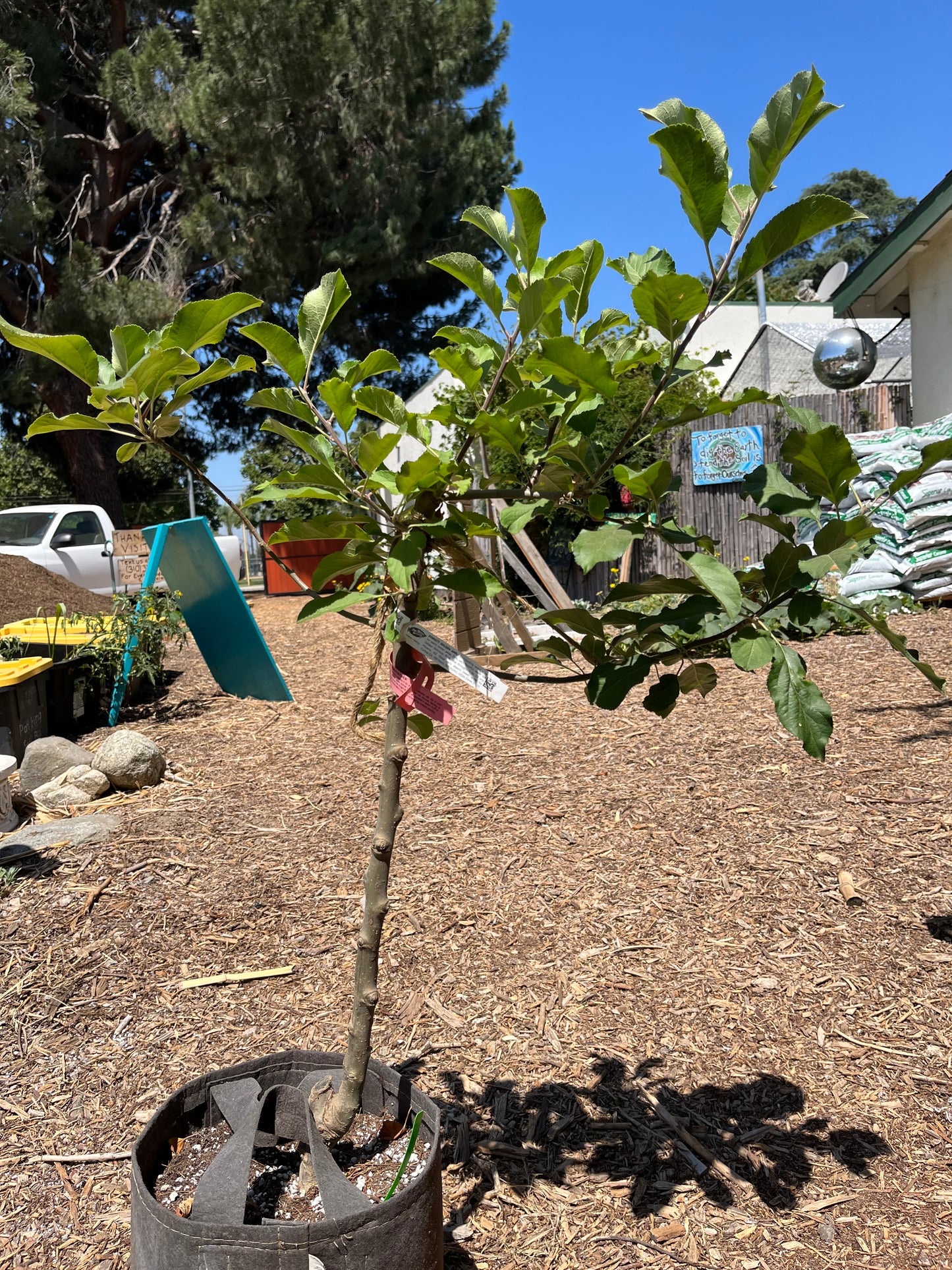 Apple, Golden Dorsett