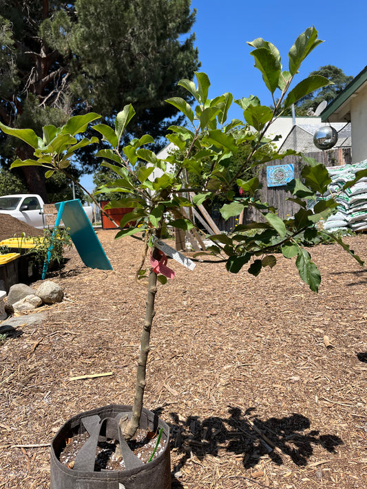 Apple, Golden Dorsett