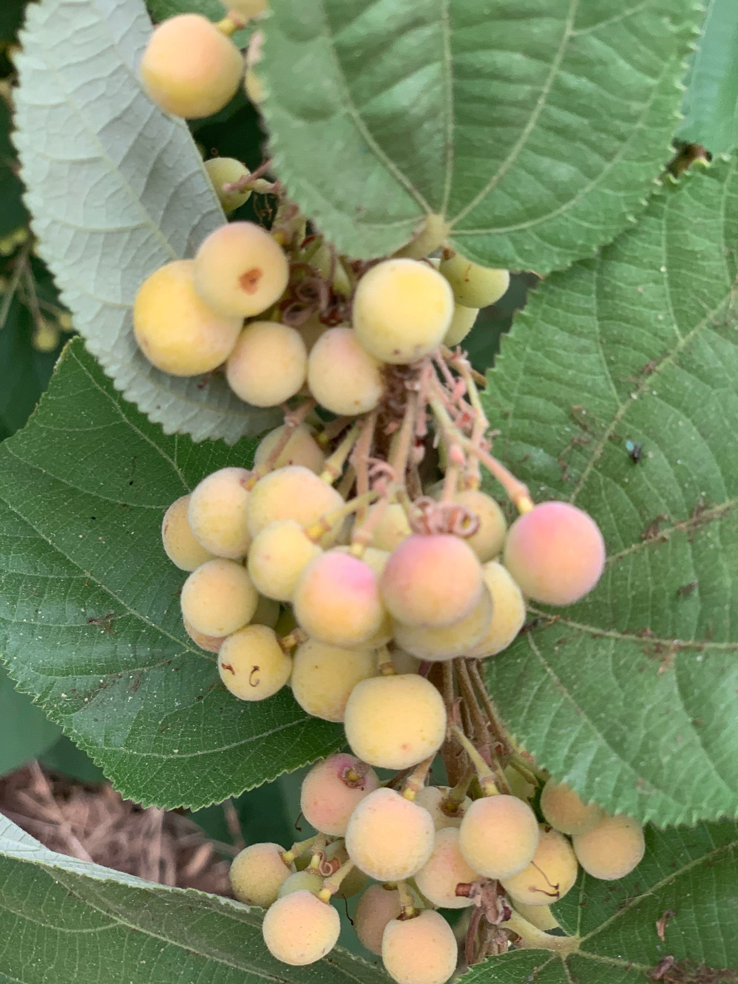 Phalsa / Sherbert Berry