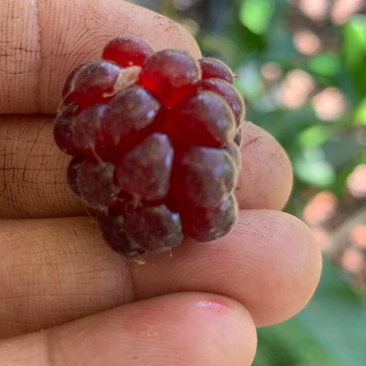 Boysenberry