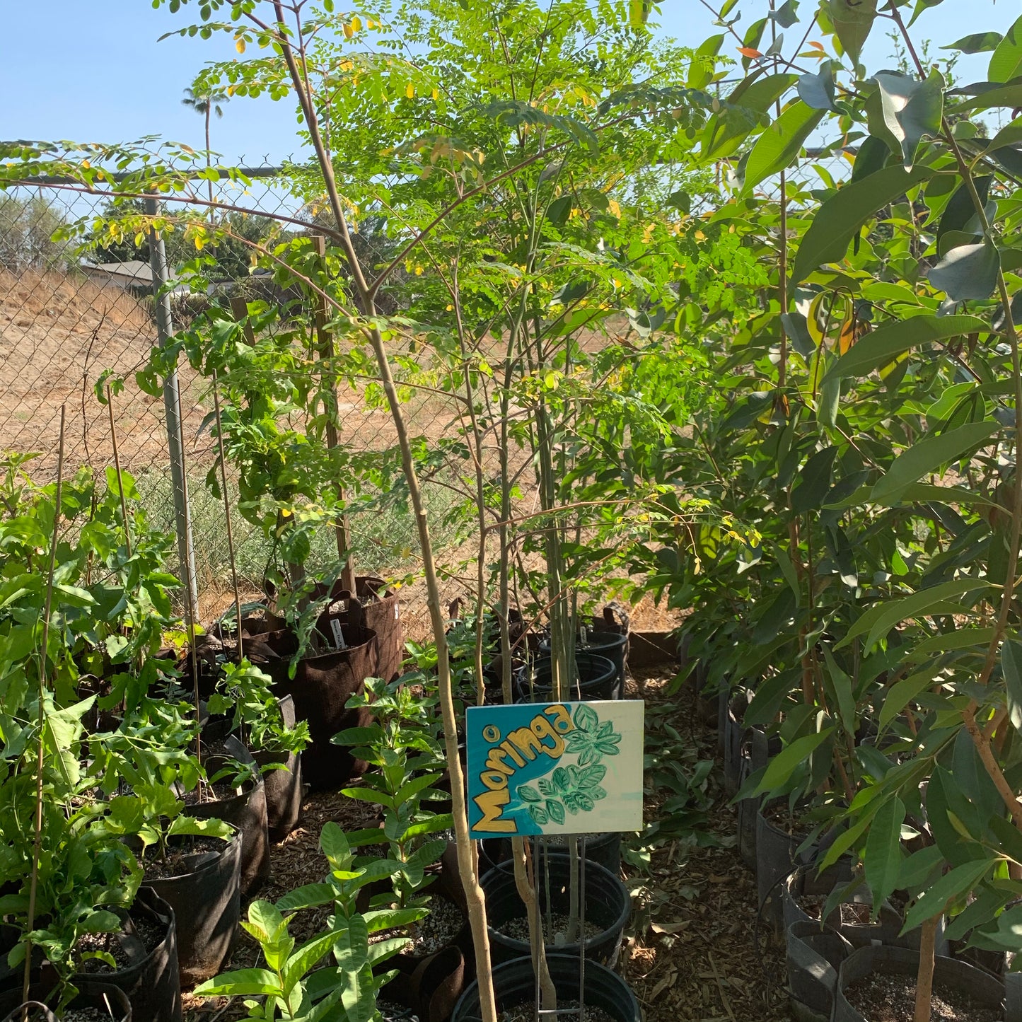 Moringa Tree