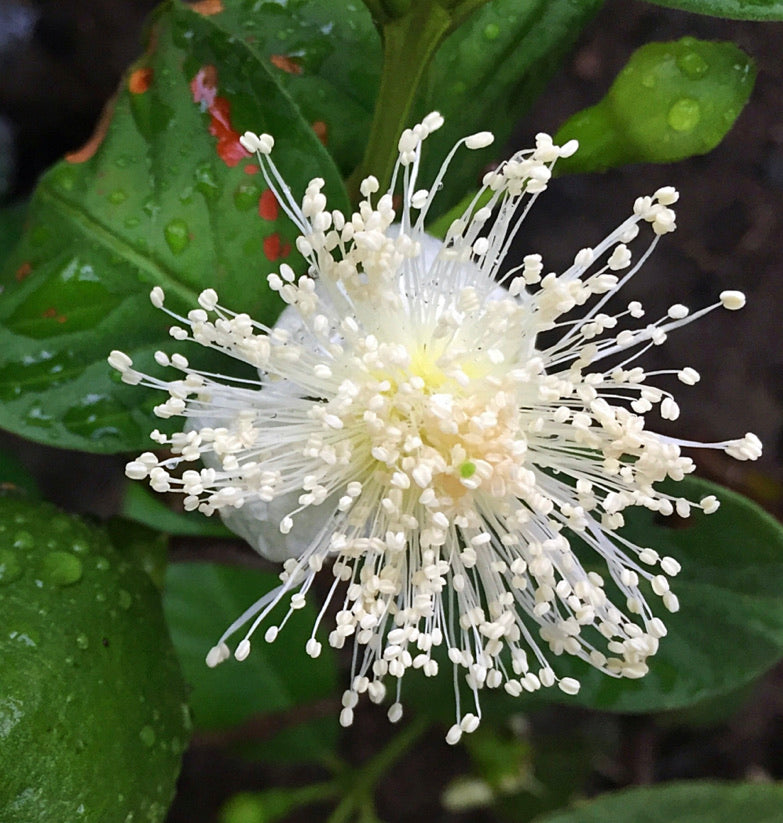 Lemon Guava