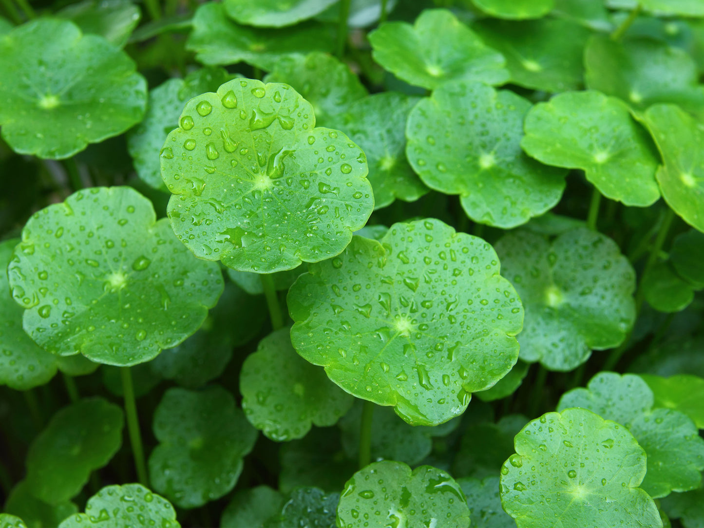 Gotu Kola, Sri Lankan Salad