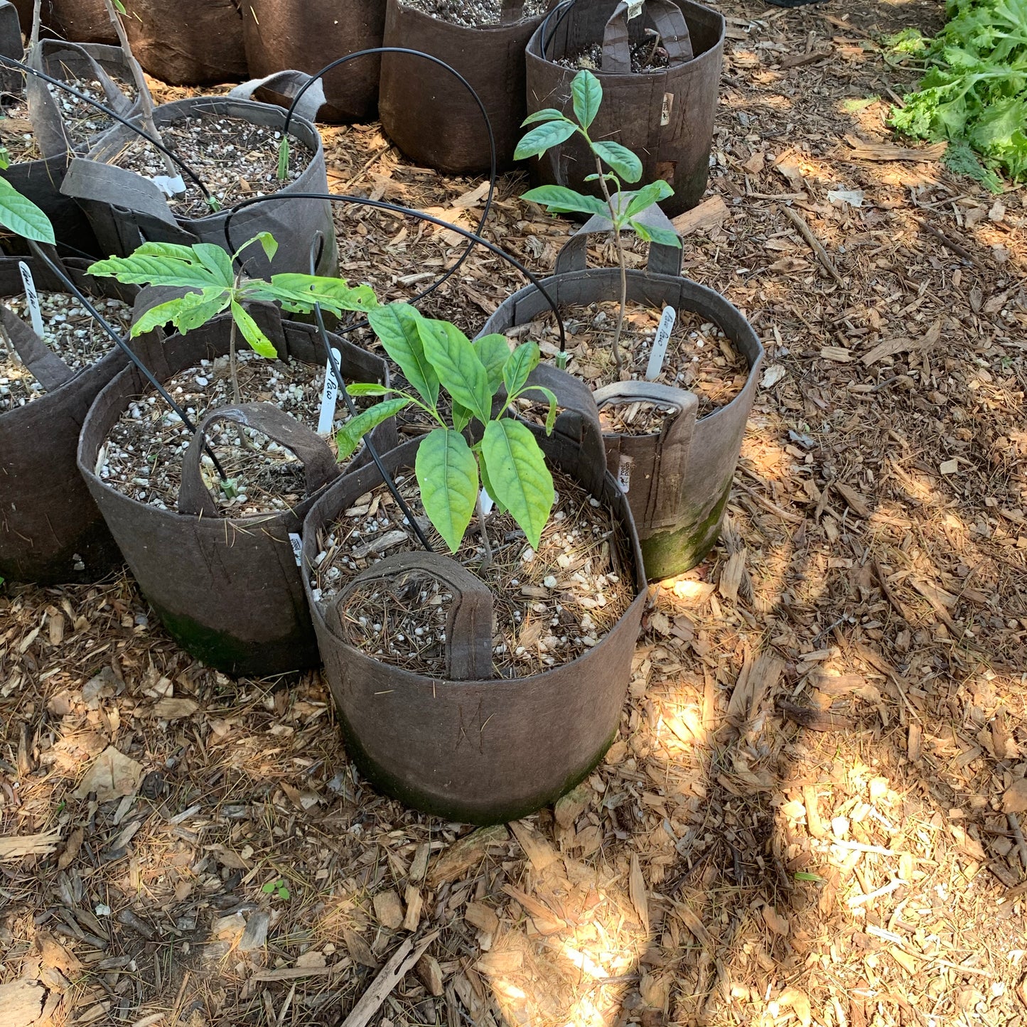 Pawpaw (seedling)