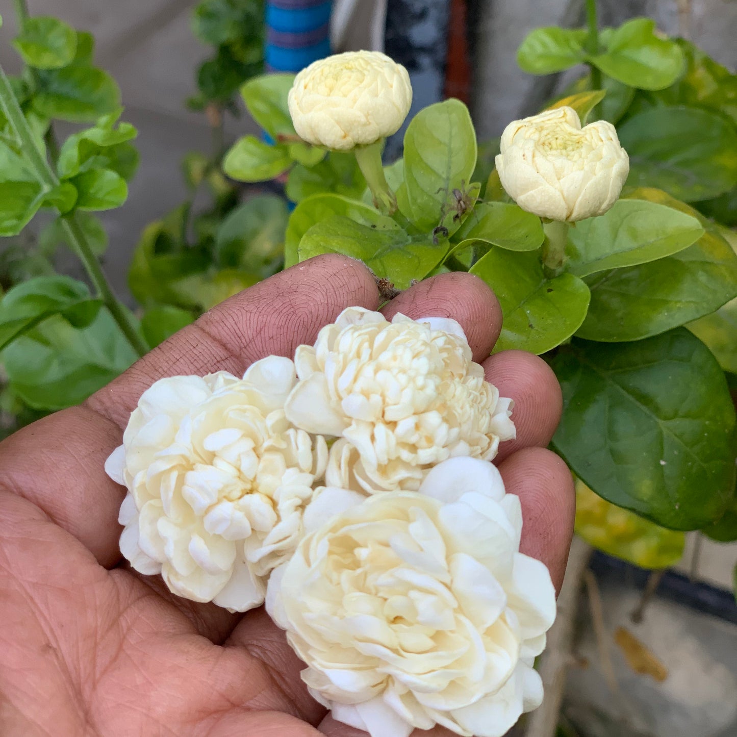 Indian Jasmine, Maid of Orleans