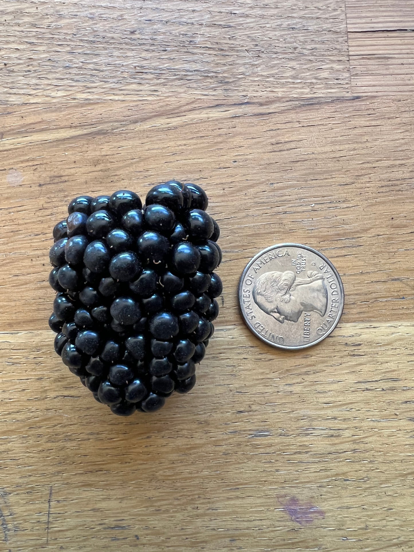 Bareroot Blackberry, Prime Ark Freedom - PREORDER for May 6 fulfillment