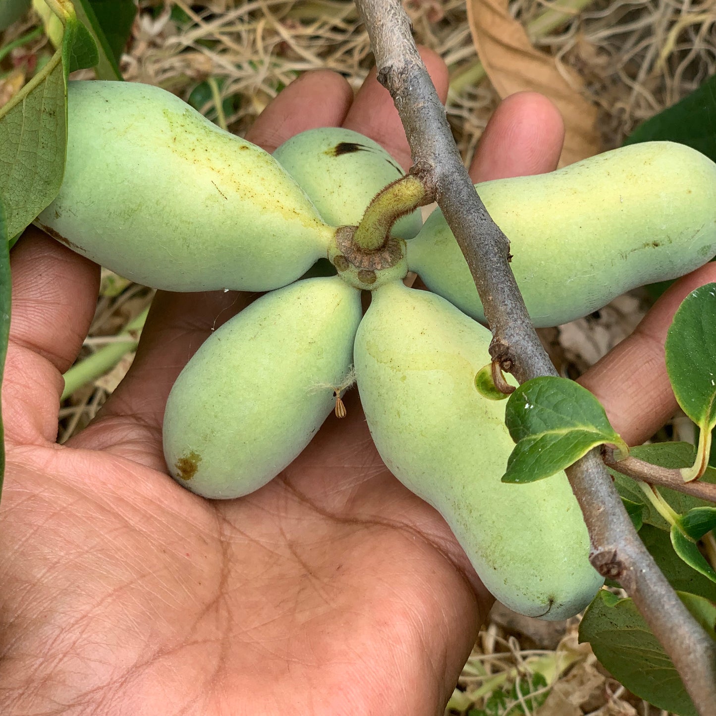 Pawpaw (seedling)