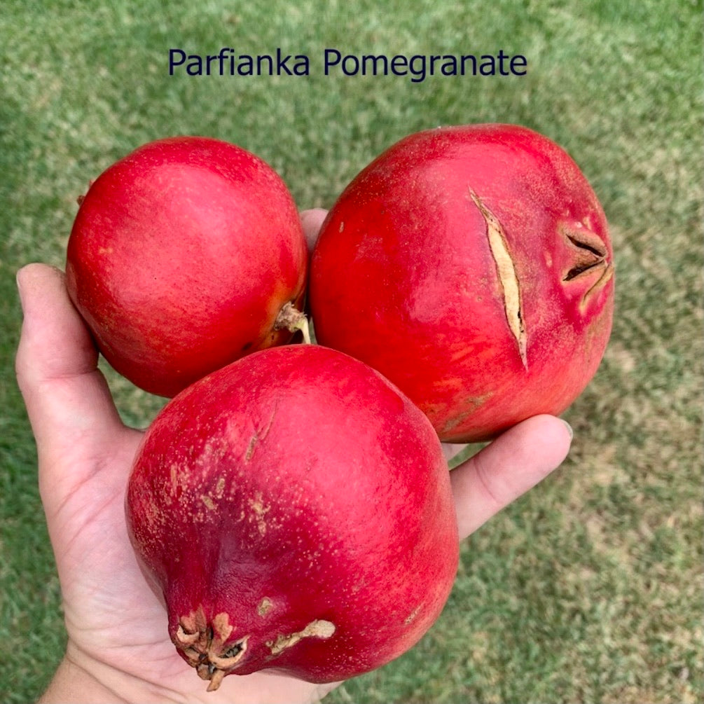 Pomegranate, Parfianka