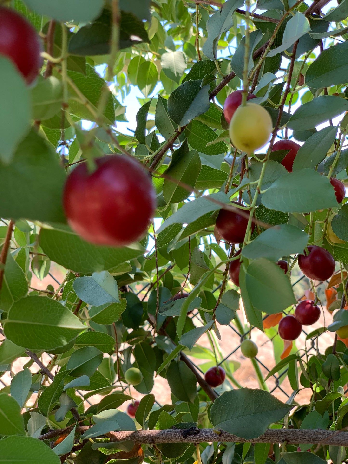 Holly Leaf Cherry, 'Prunus ilicifolia'