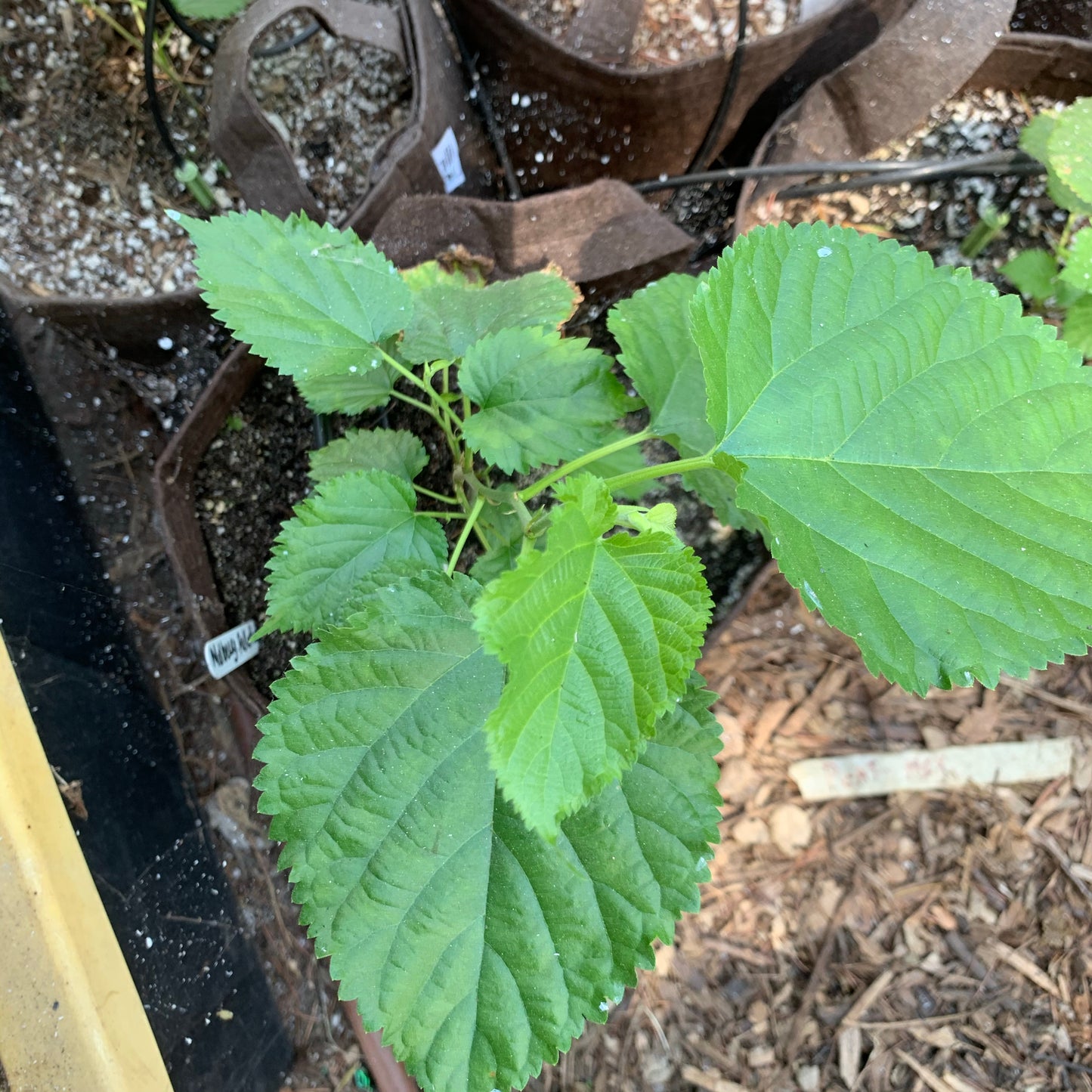 Mulberry, Pakistani Black