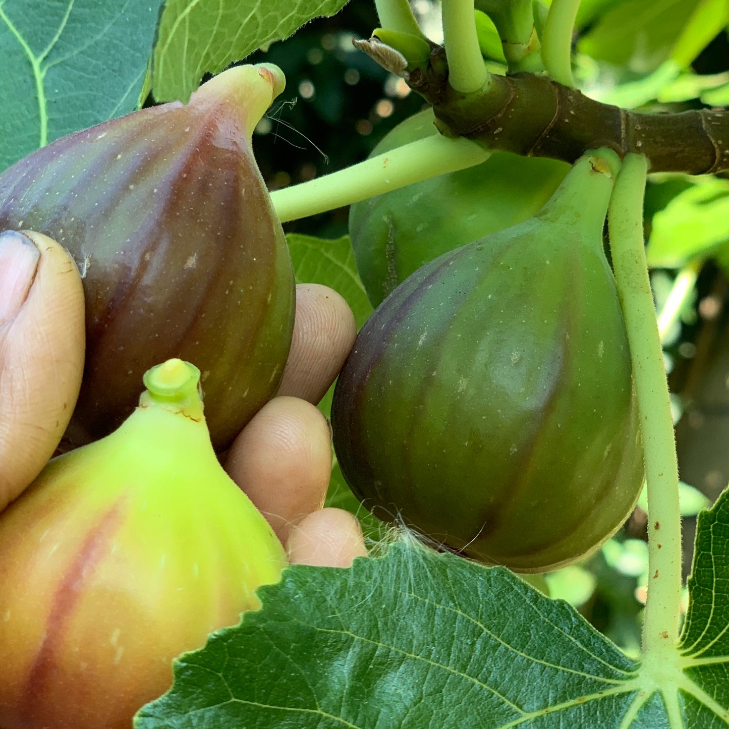 Fig, Brown Turkey