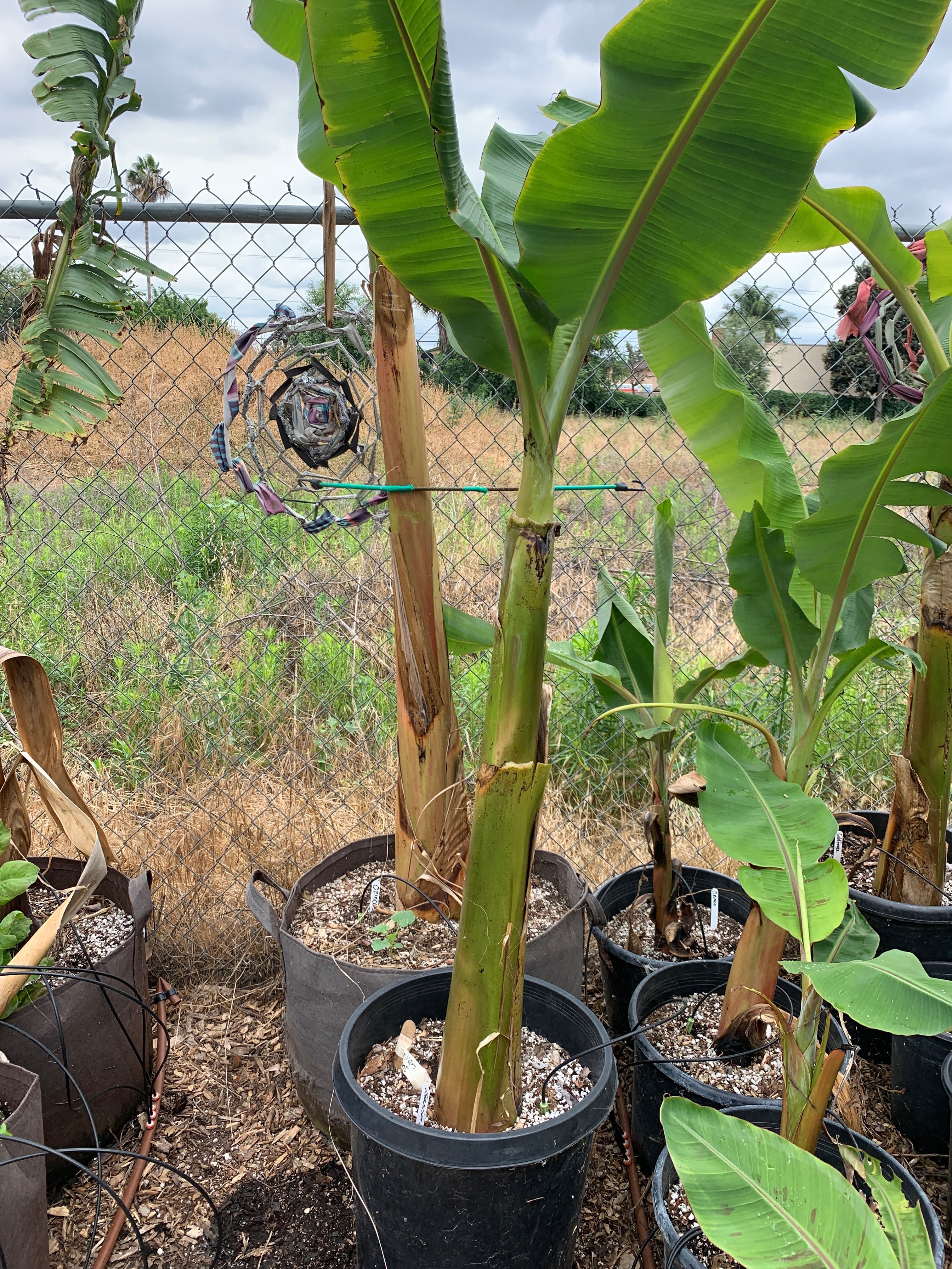 banana palm plant Banana, Brazilian Giant – Sarvodaya Institute