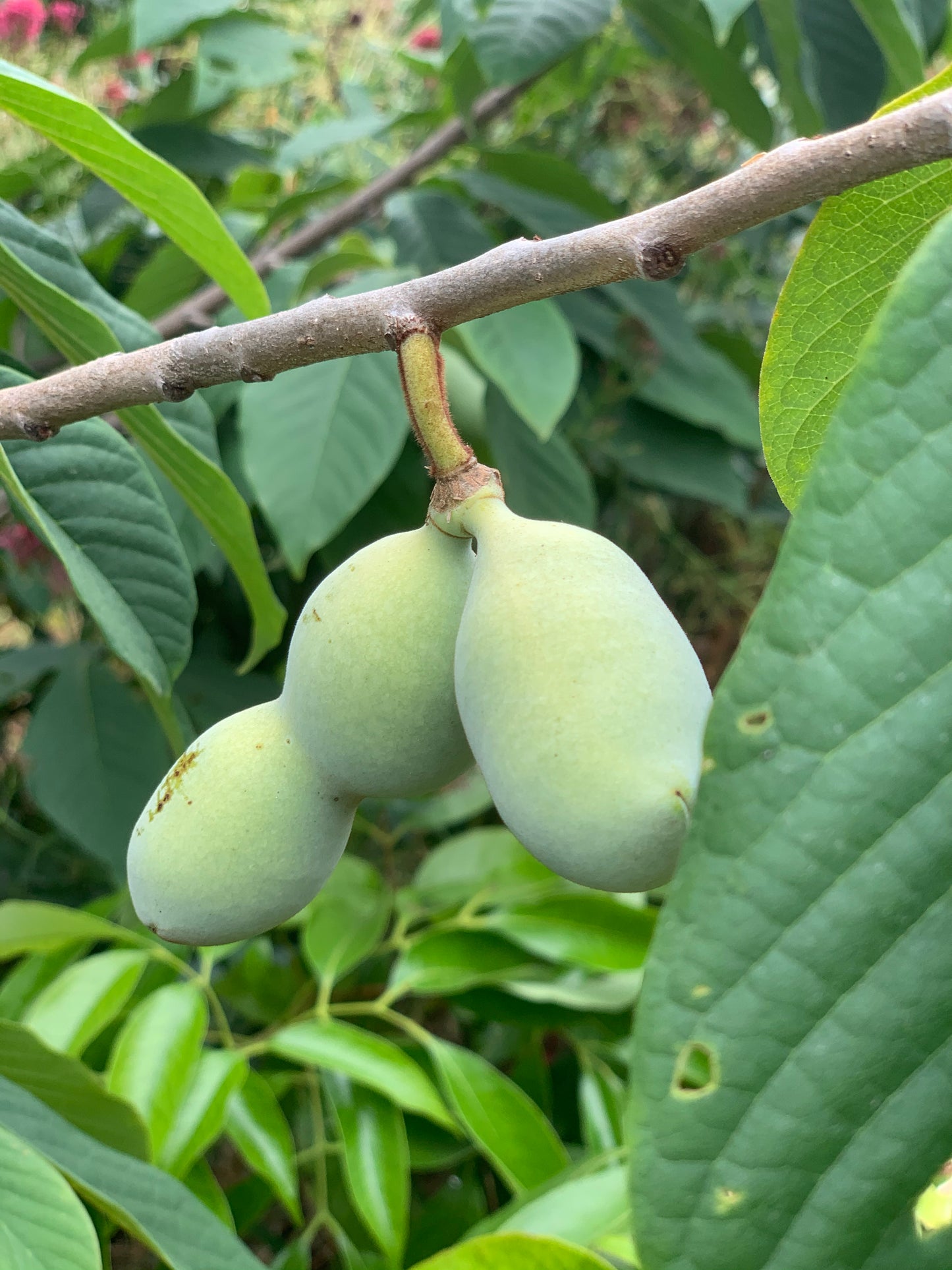 Pawpaw (seedling)