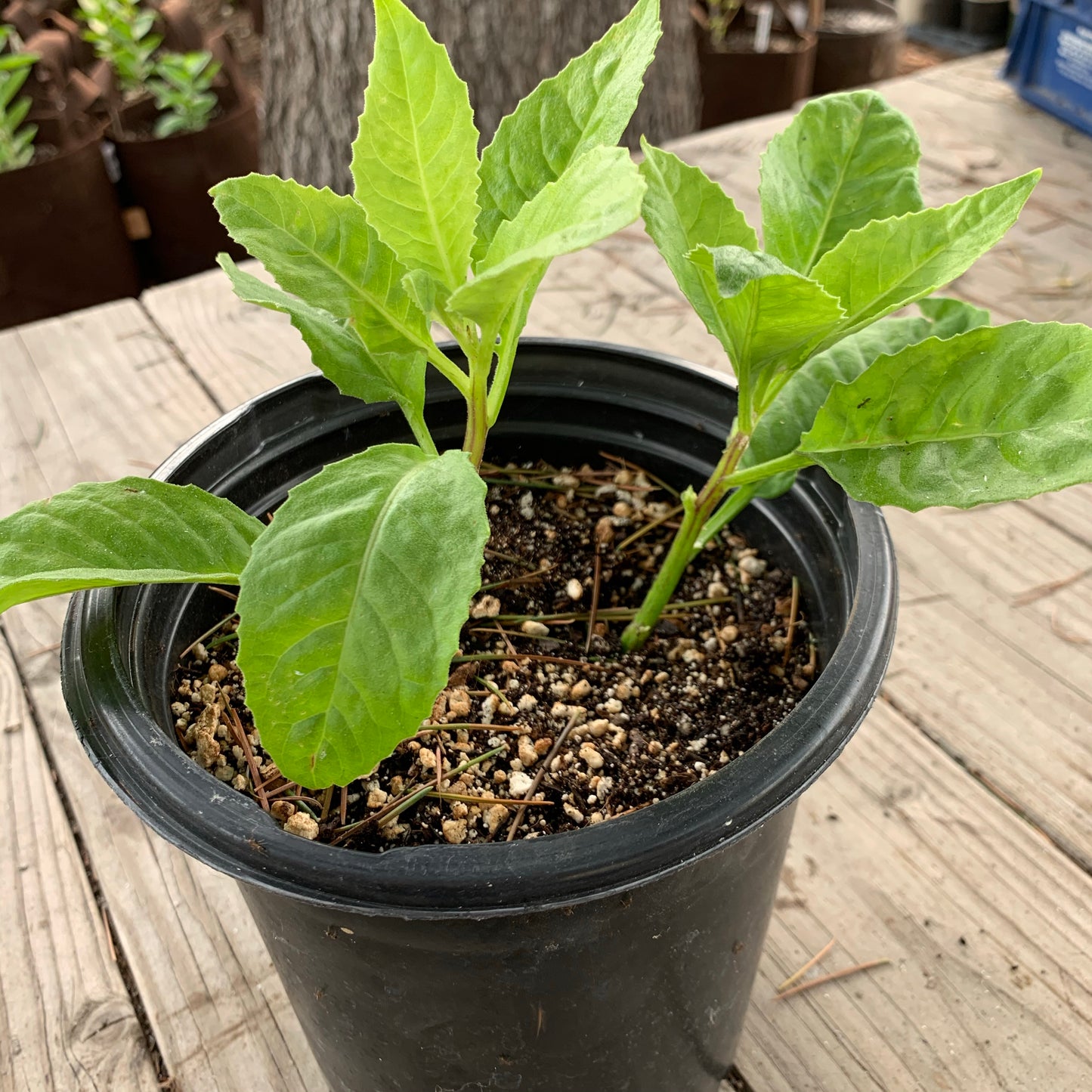 Longevity Spinach