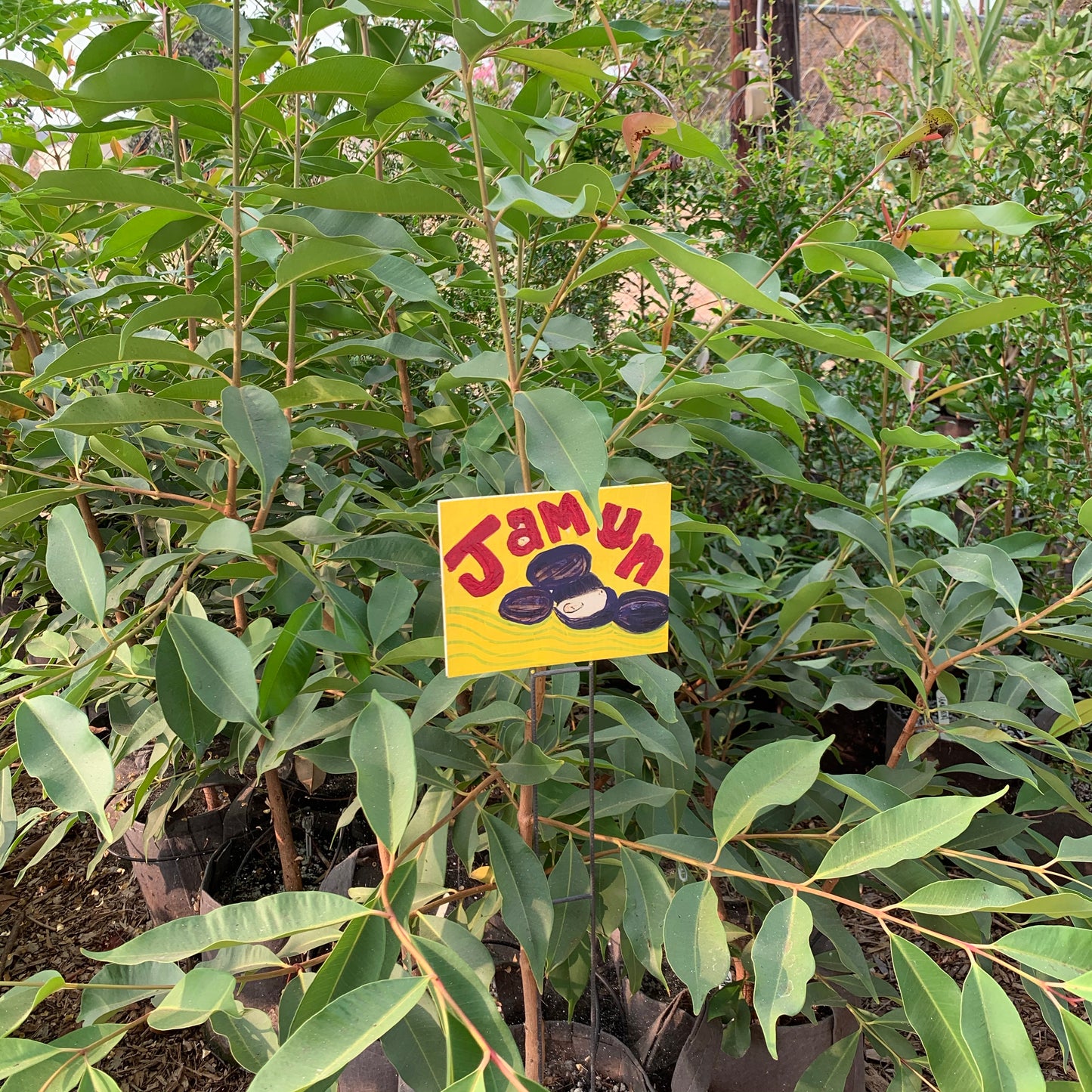 Jamun Tree (seedling of Krishnarani)