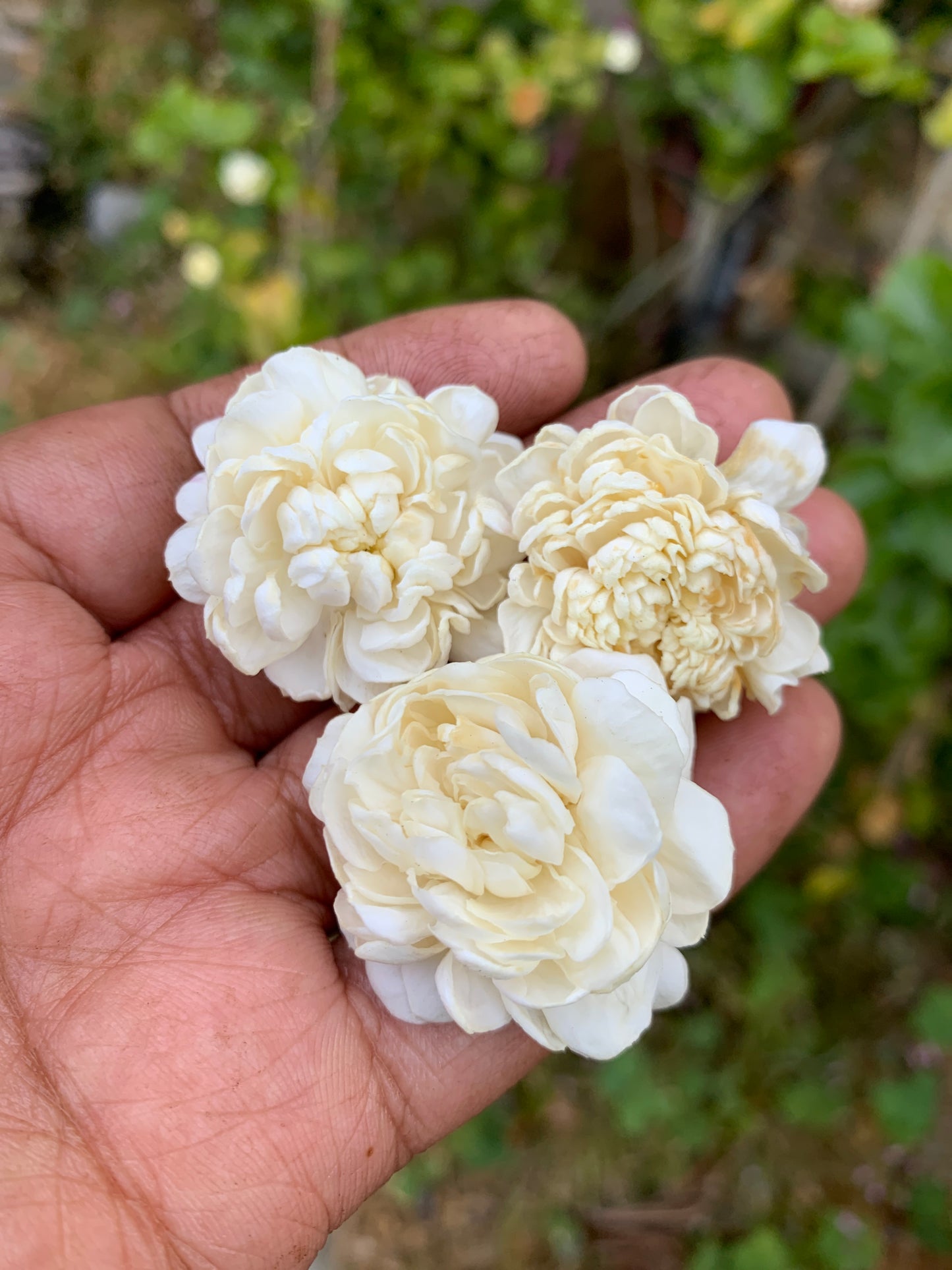 Indian Jasmine, Maid of Orleans
