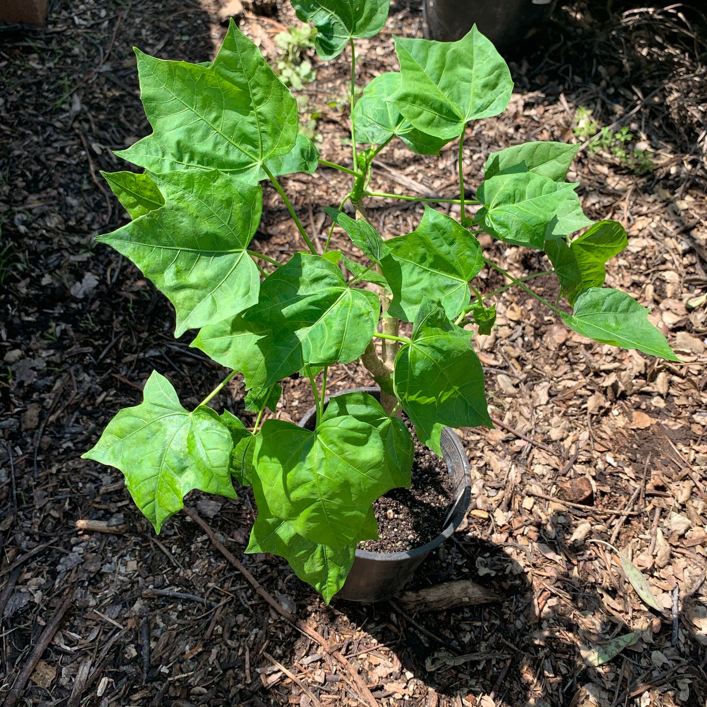 Maple Leaf Chaya / Tree Spinach