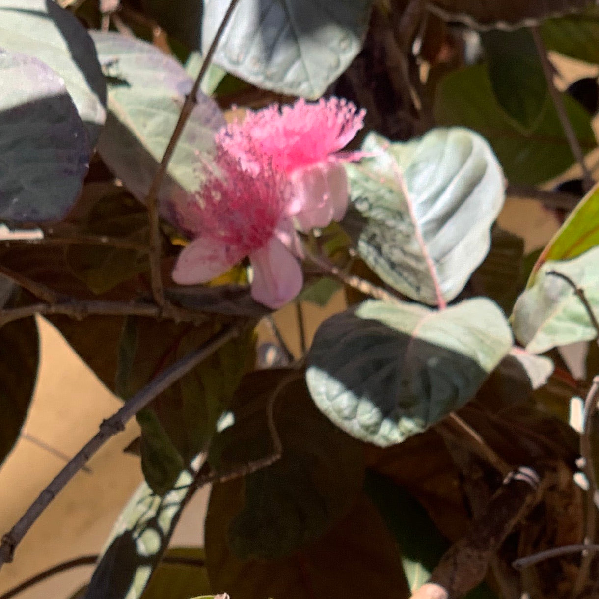 Guava, Purple Malaysian