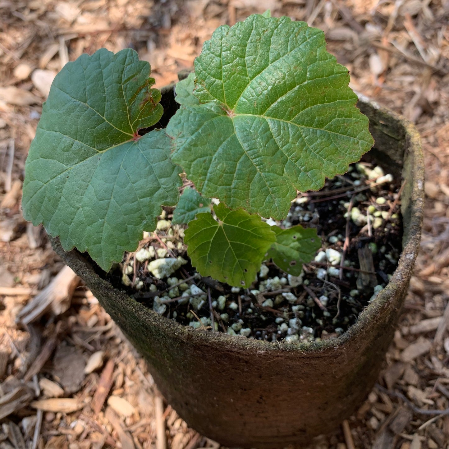 Grape, Niabell Concord