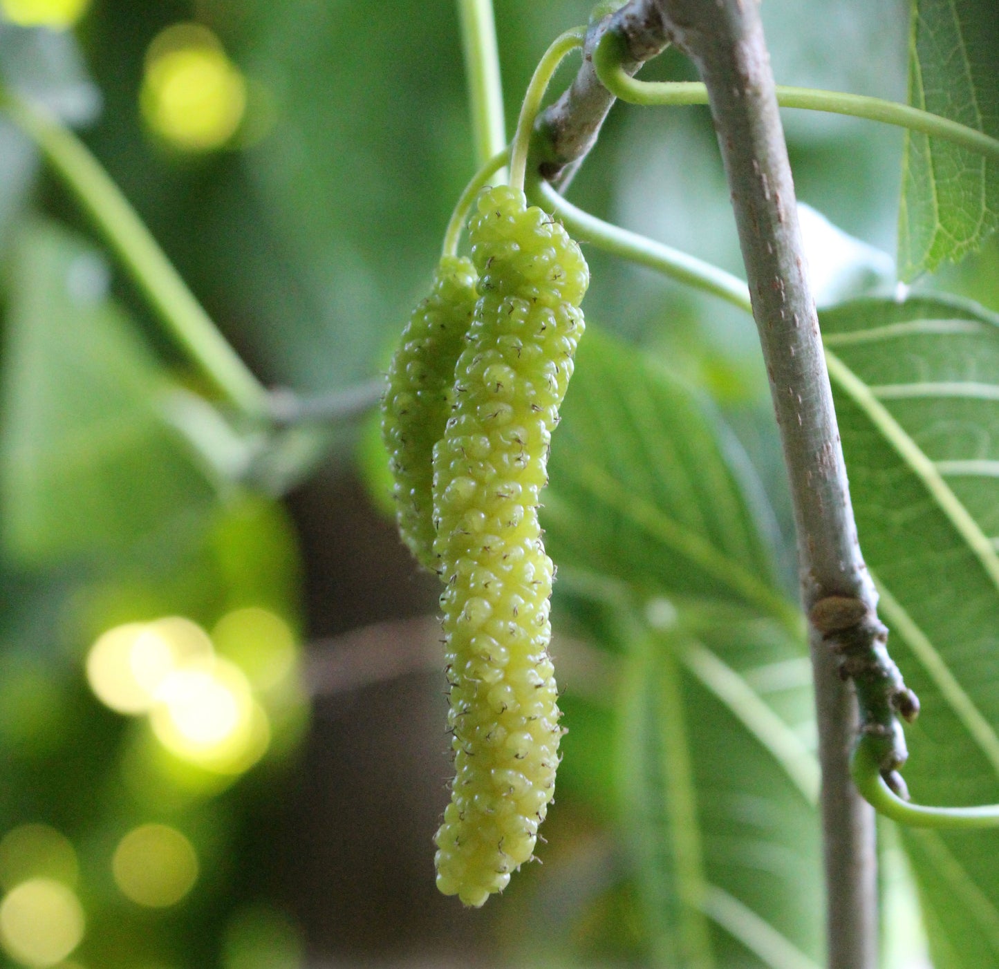 Mulberry, Pakistani White