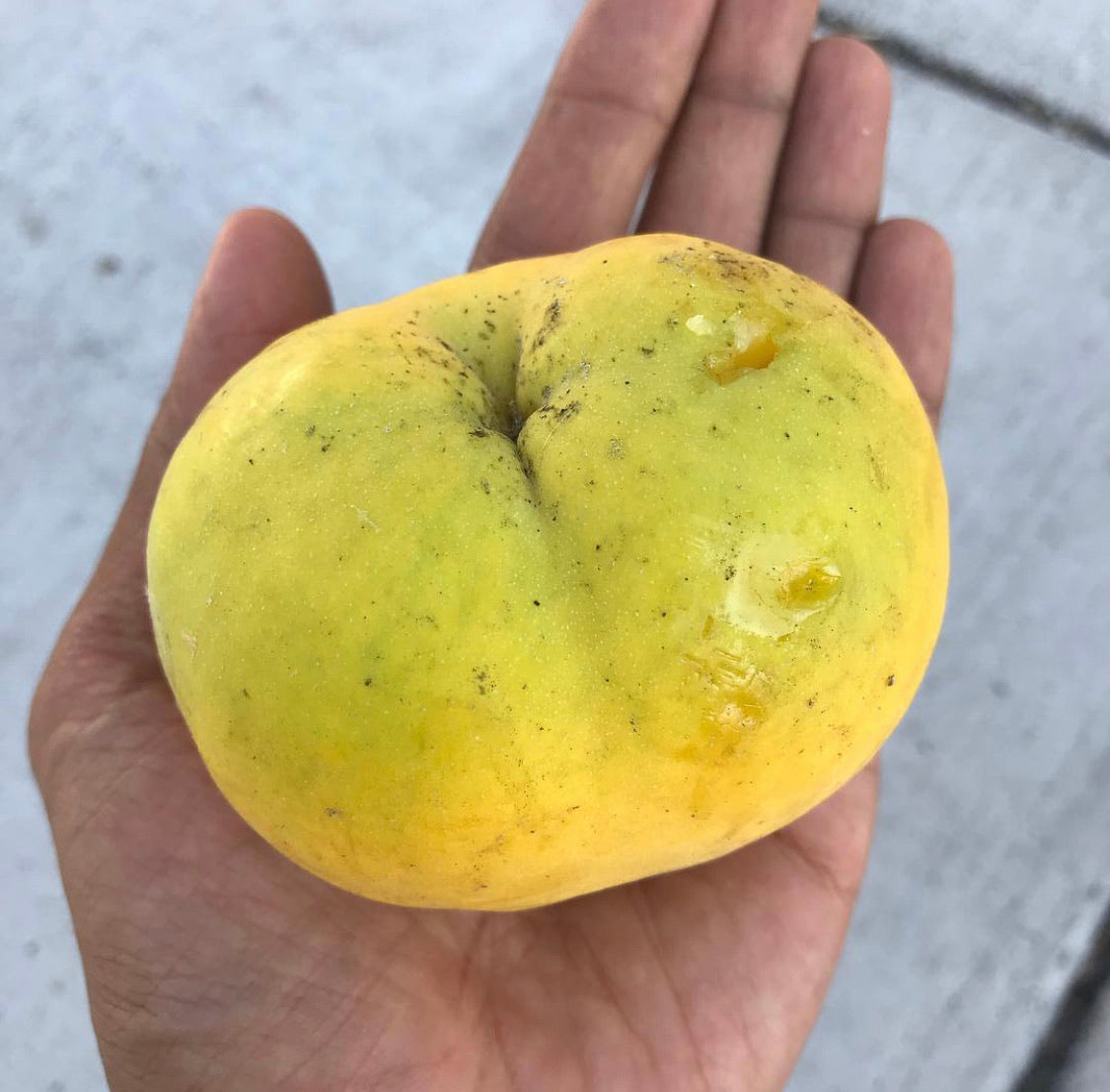Sapote, White