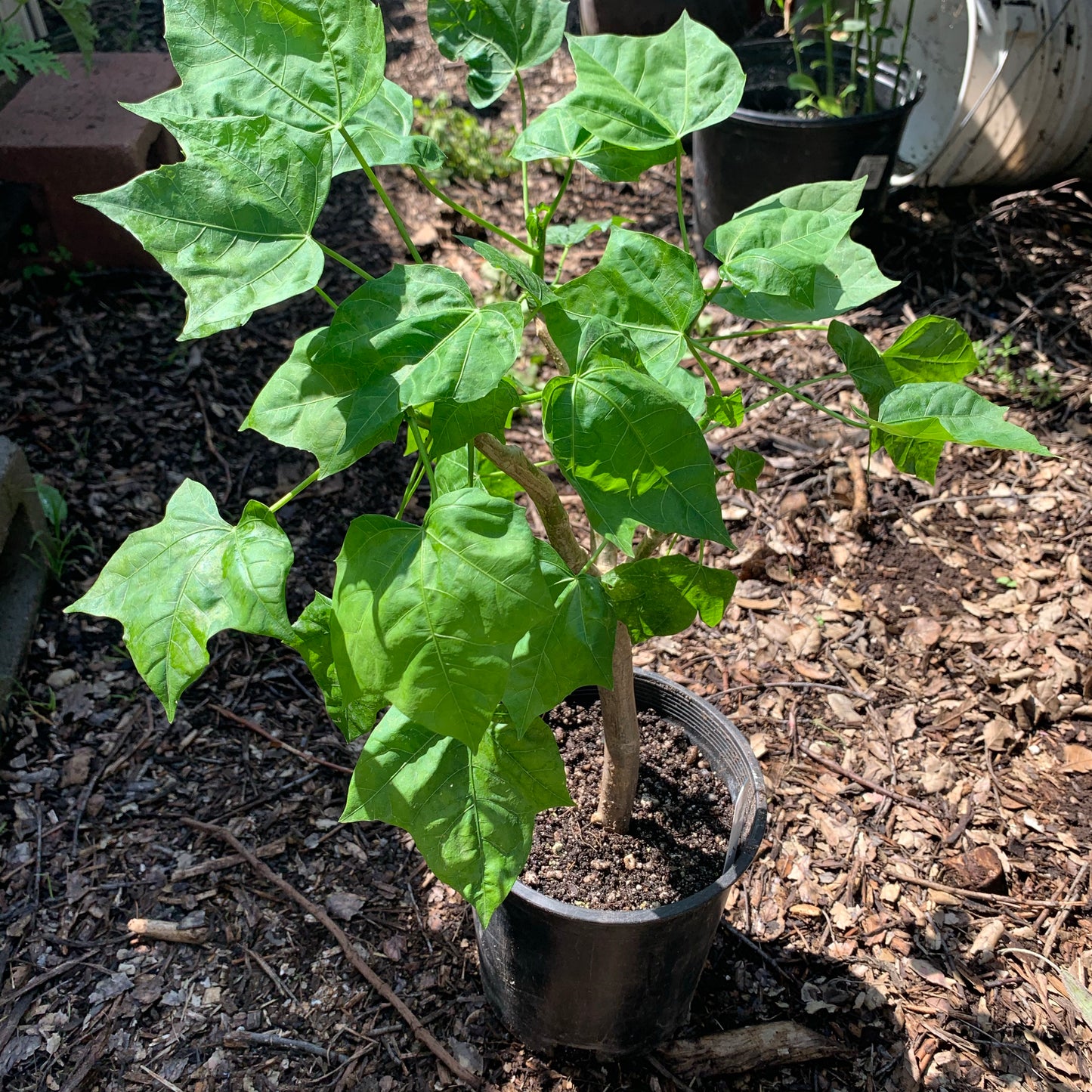 Maple Leaf Chaya / Tree Spinach