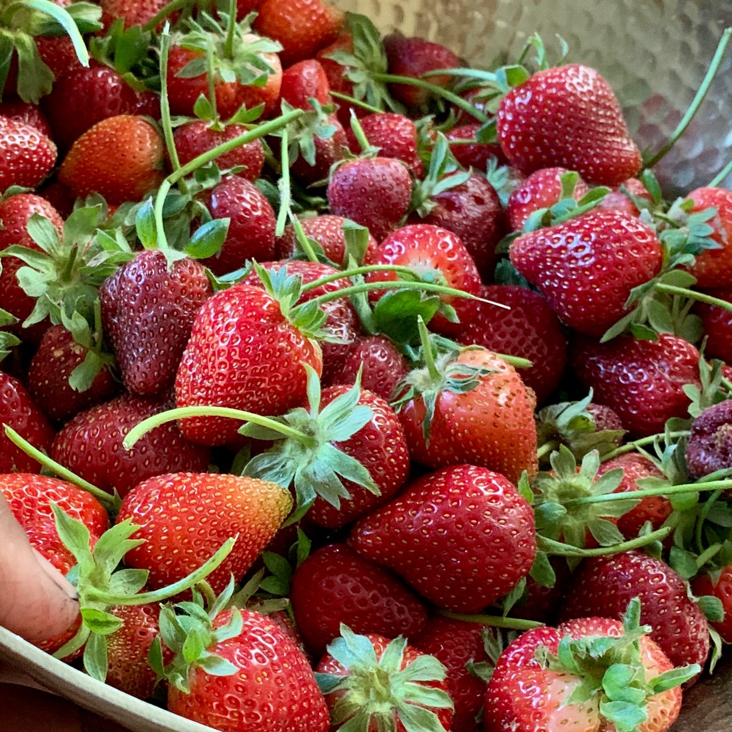 Strawberry, Mara Des Bois