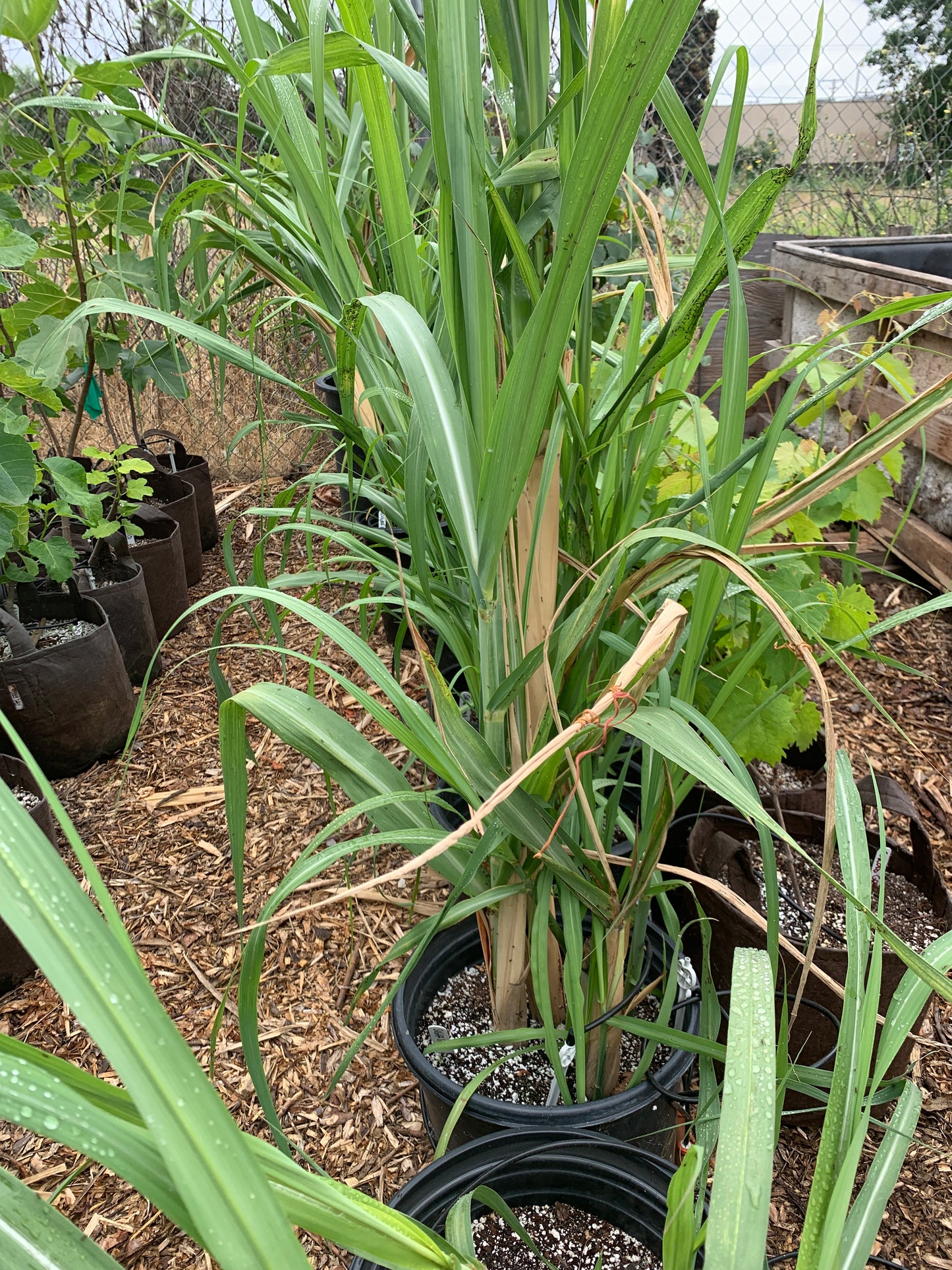 Sugarcane, Louisiana Green