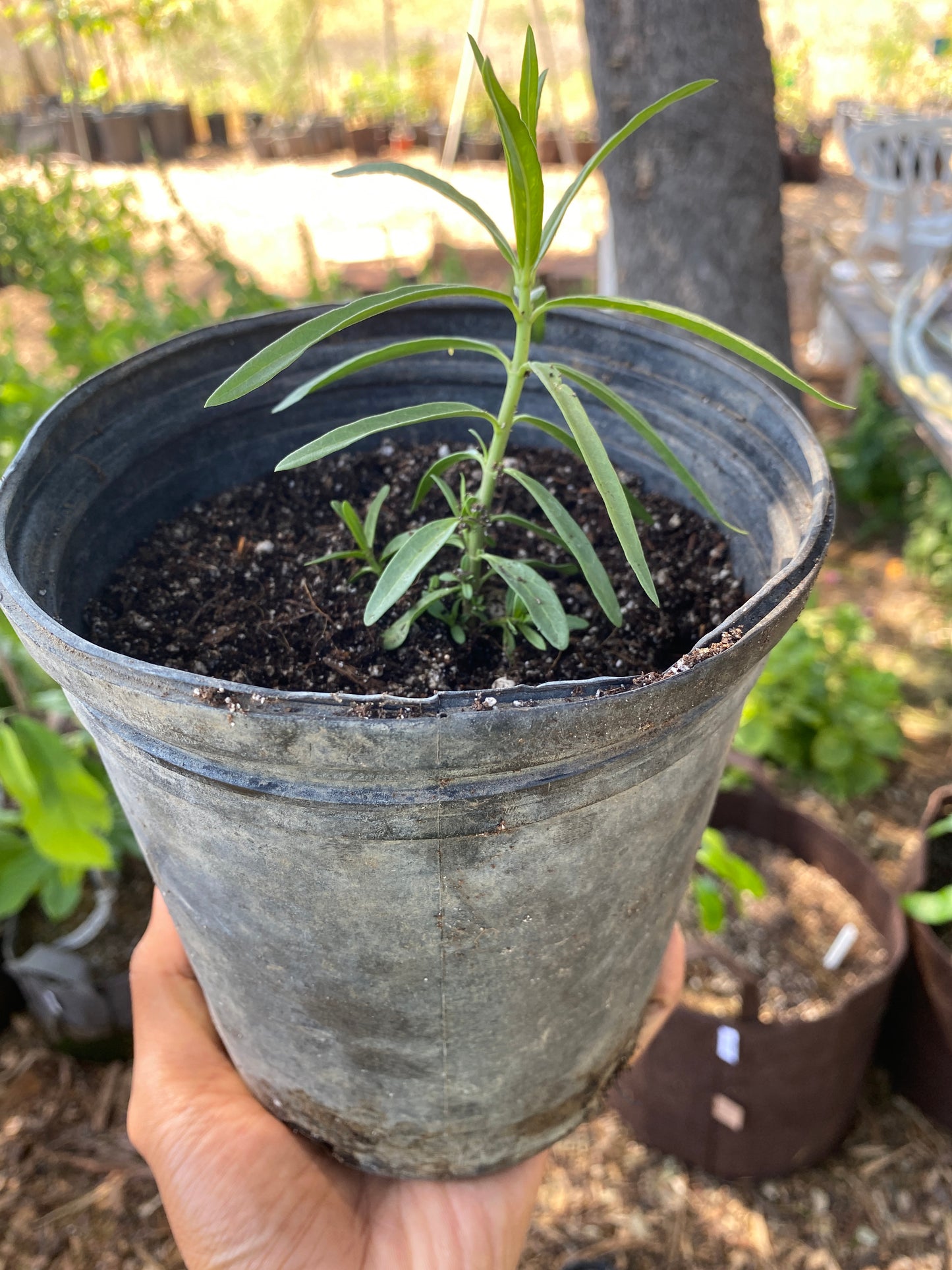 Narrowleaf Milkweed, 'Asclepias fascicularis'