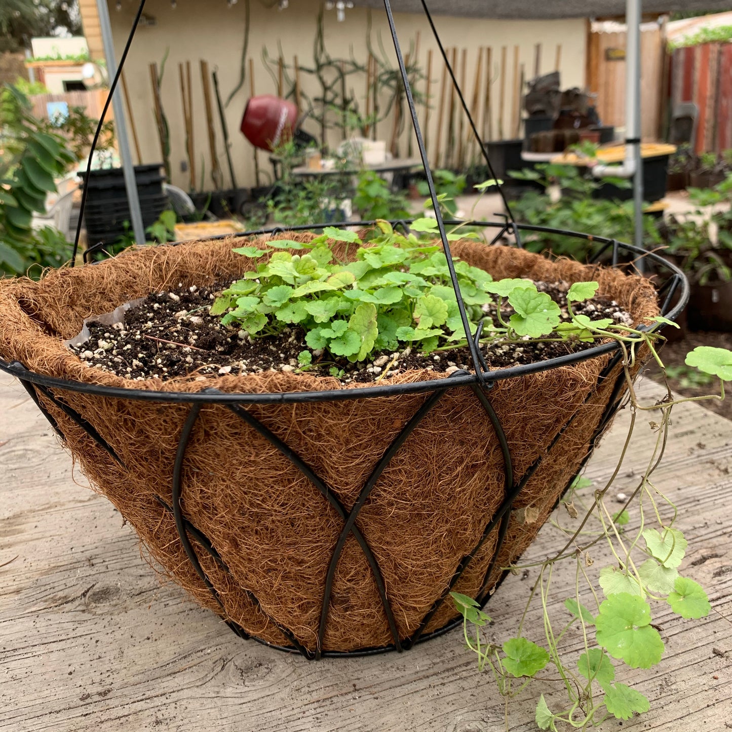 Hanging Basket