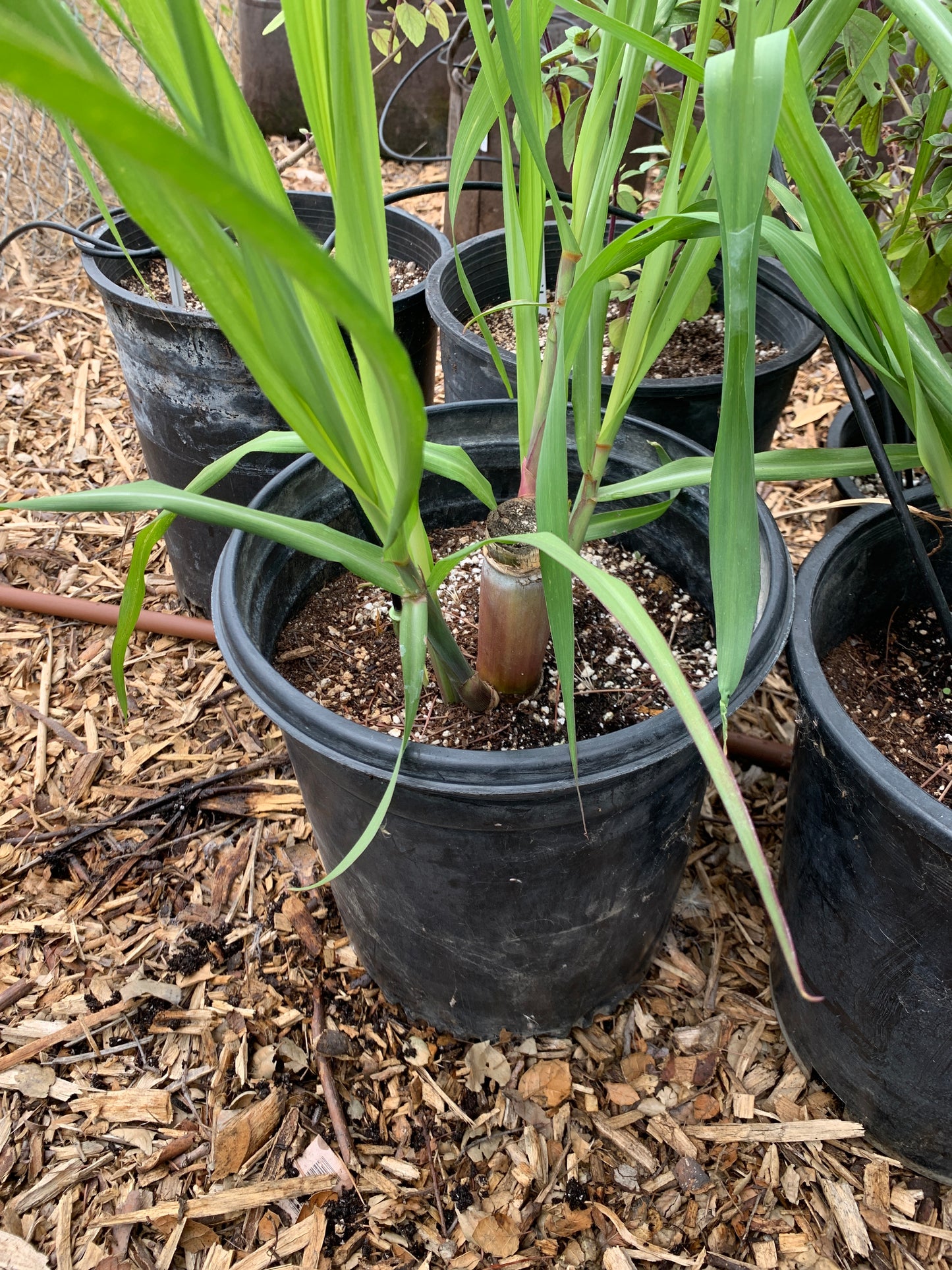 Sugarcane, Florida Red