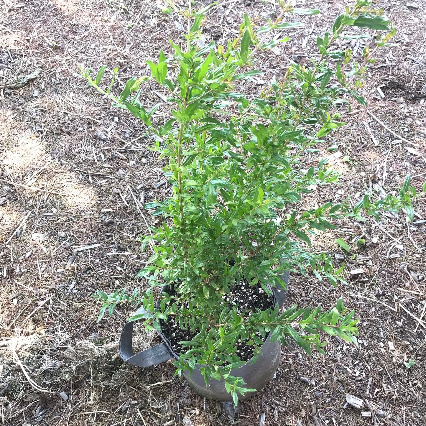 Pomegranate (seedling/ungrafted)