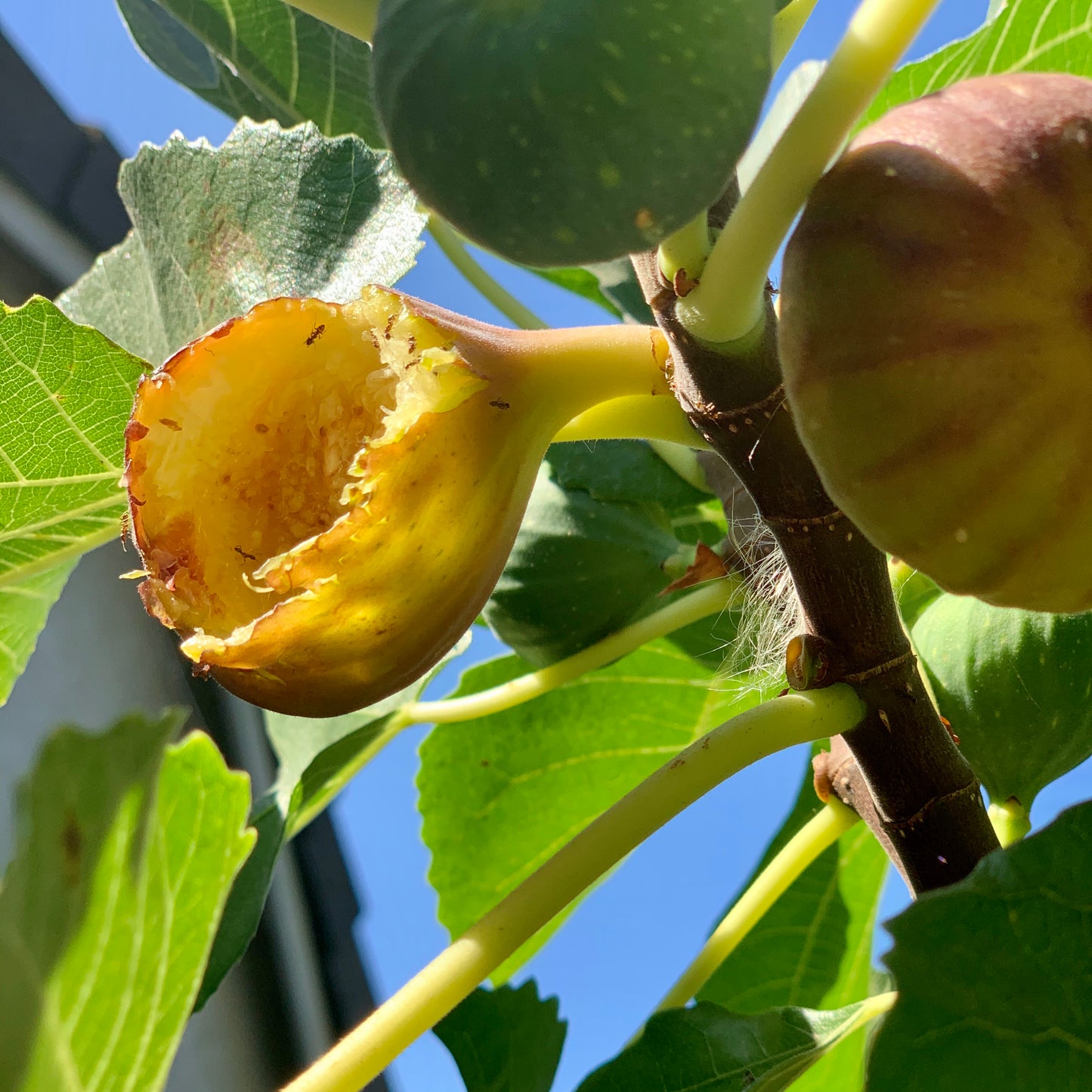 Fig, Brown Turkey
