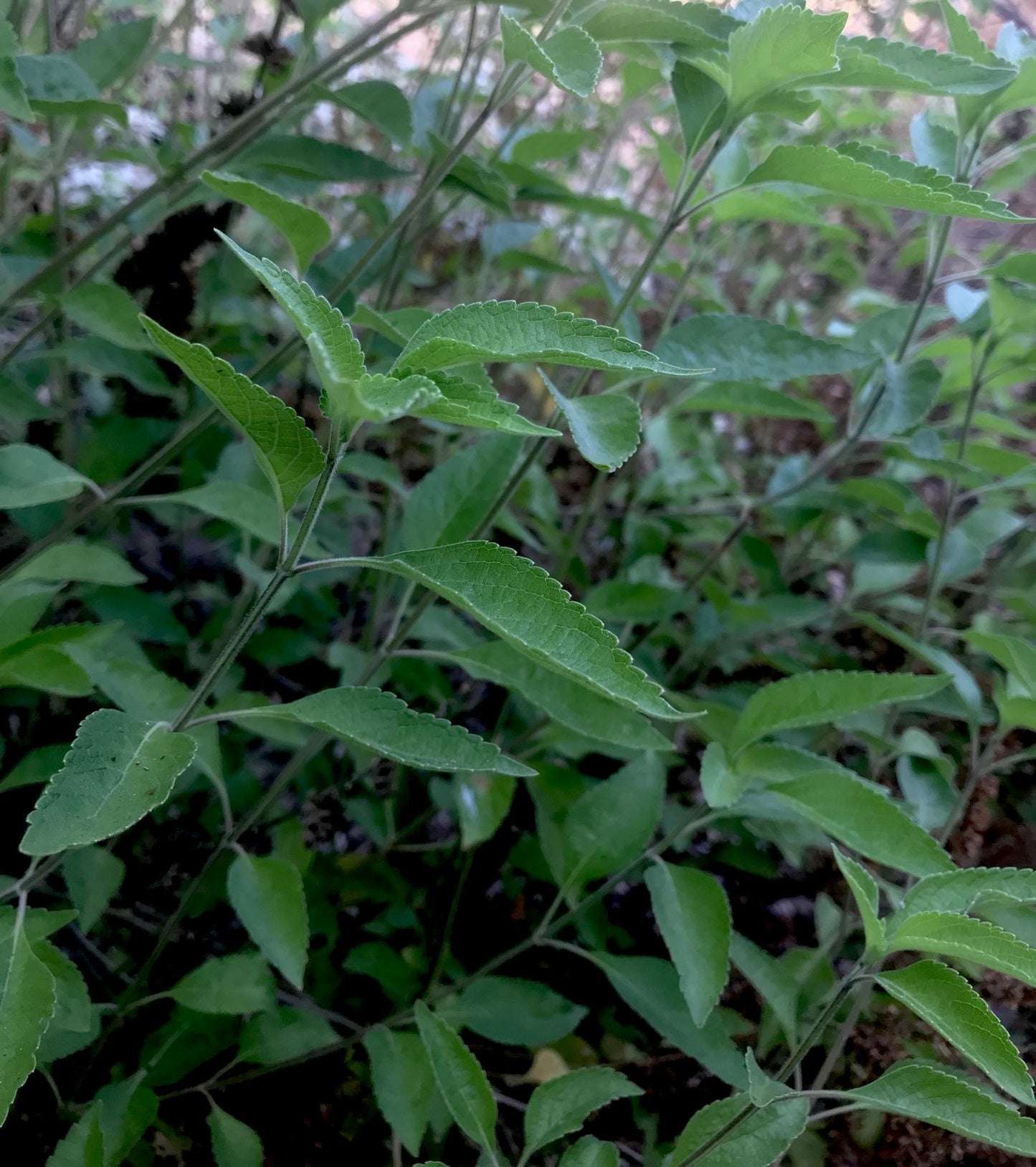 Tulsi, Vana (Holy Basil)