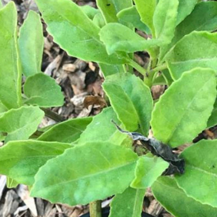 Longevity Spinach