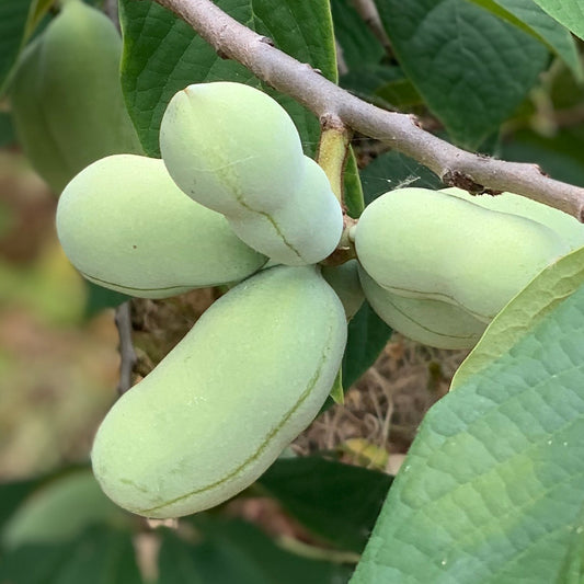 Pawpaw (seedling)