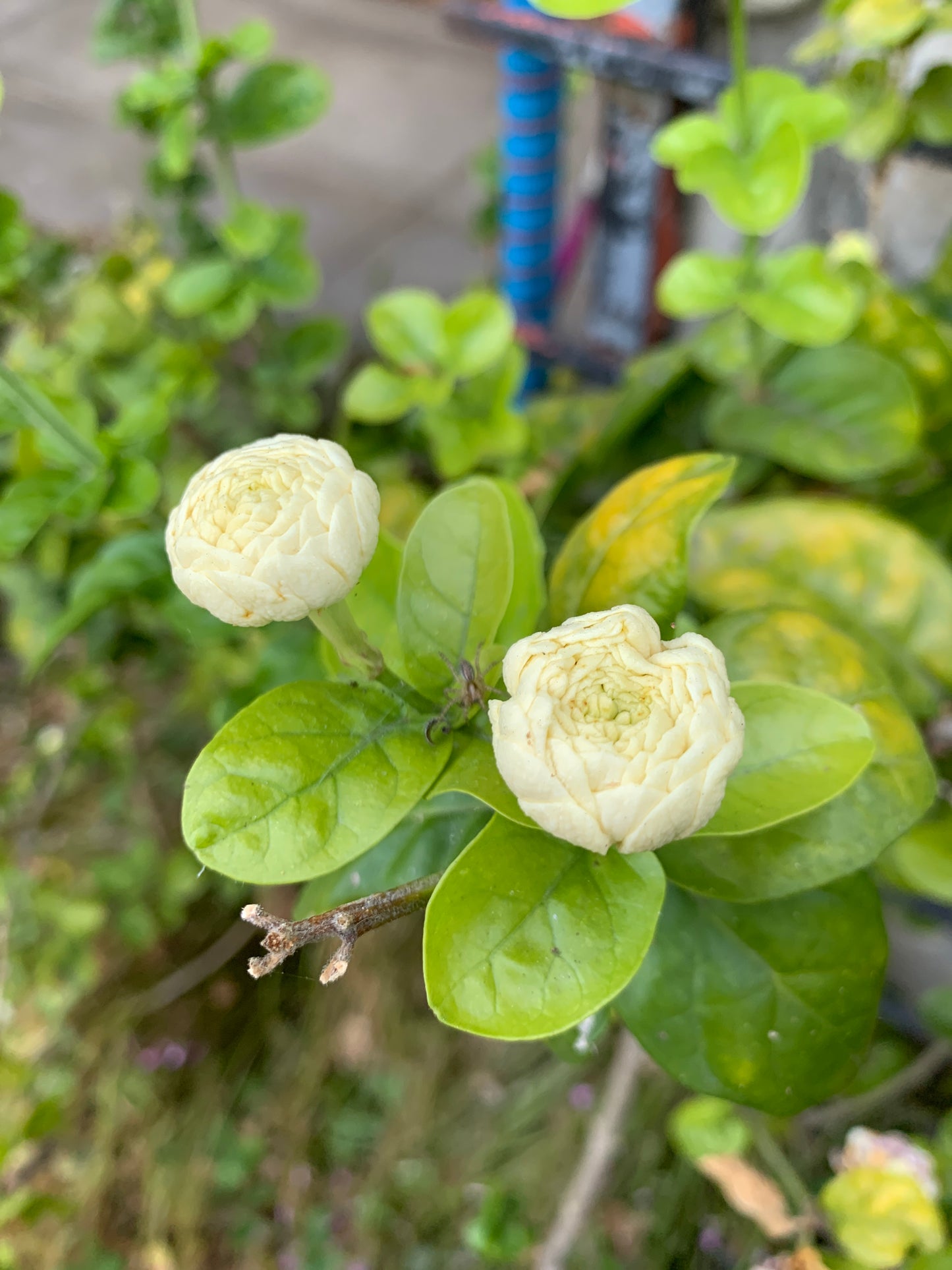 Indian Jasmine, Maid of Orleans