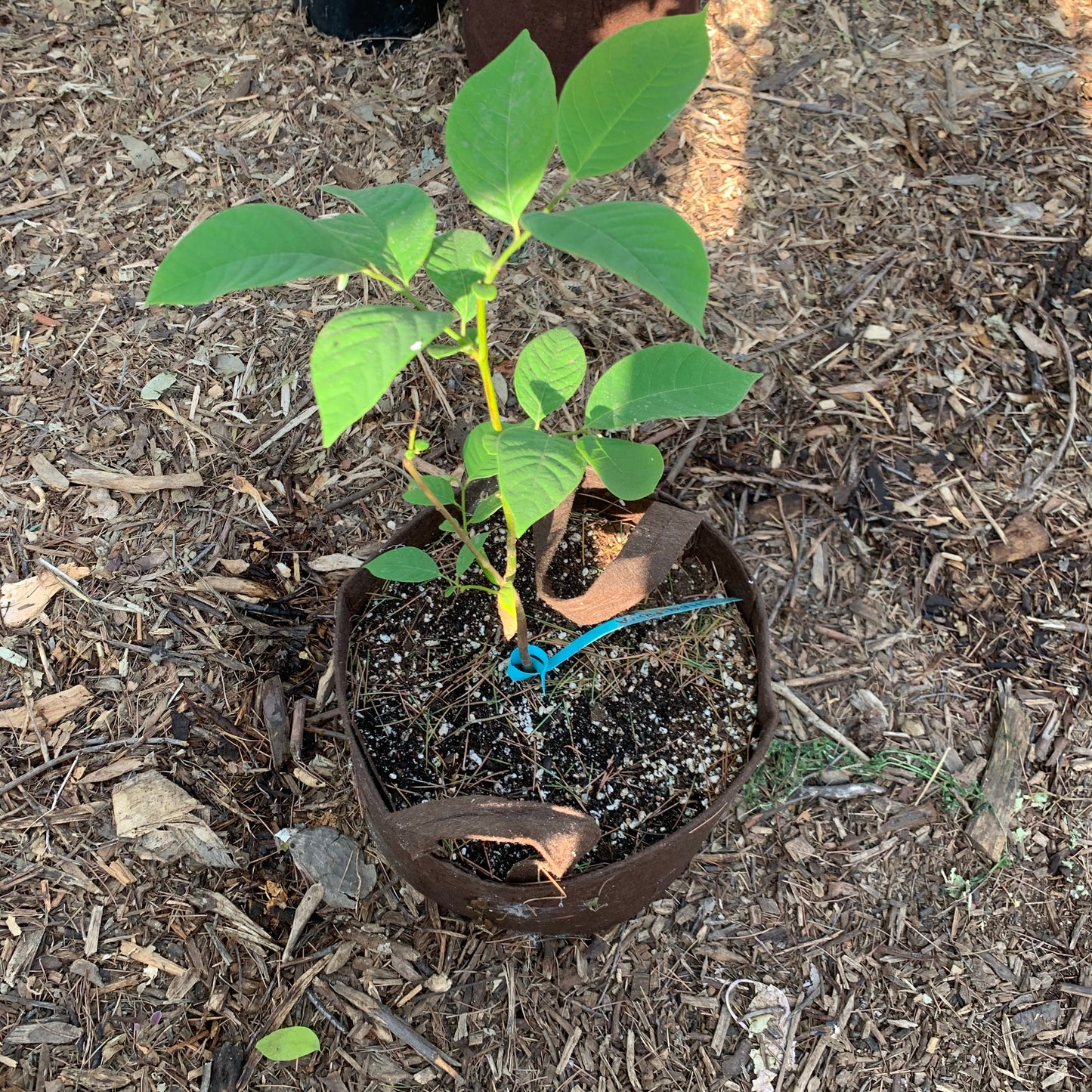 Cherimoya, El Bumpo (seedling, not grafted)