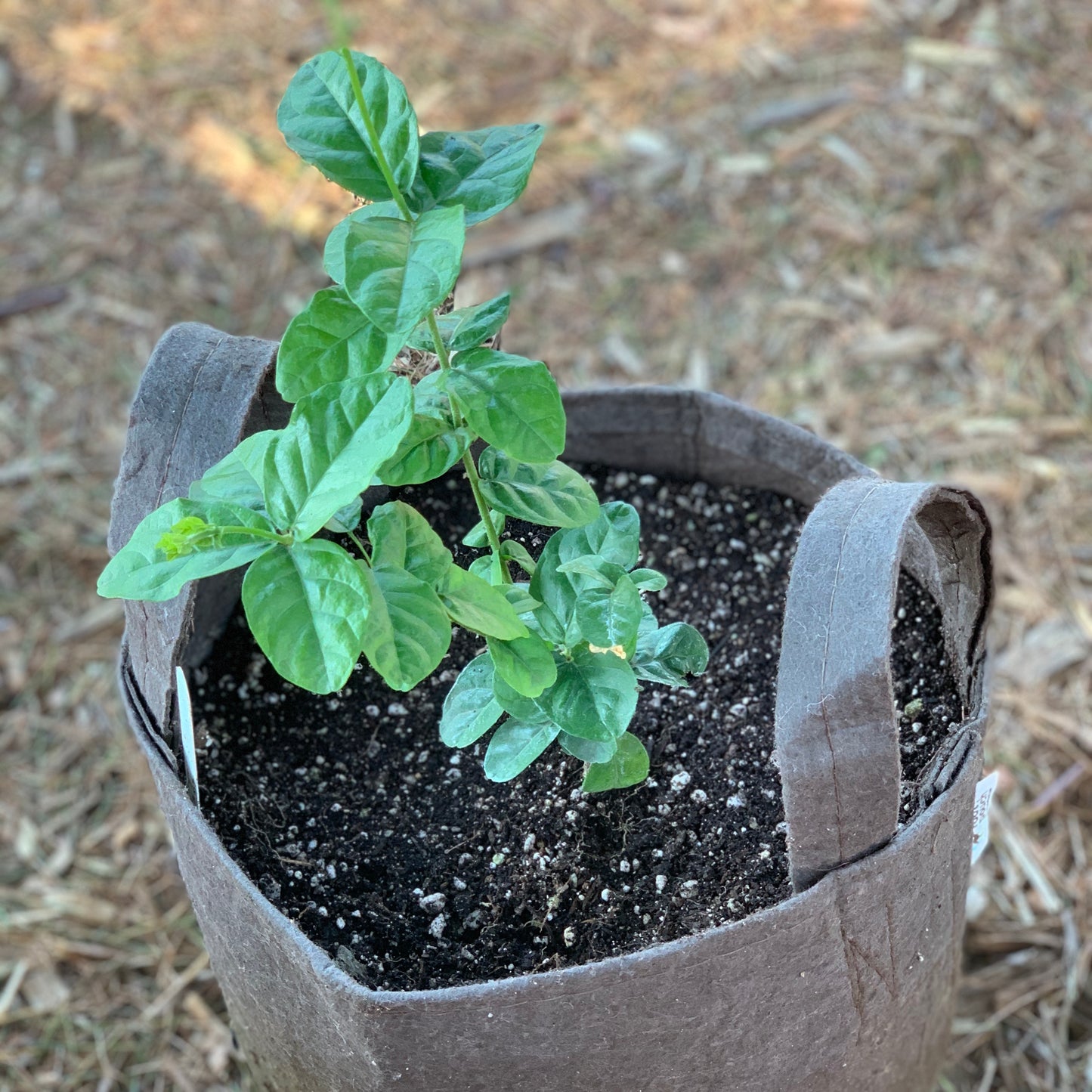 Indian Jasmine, Maid of Orleans