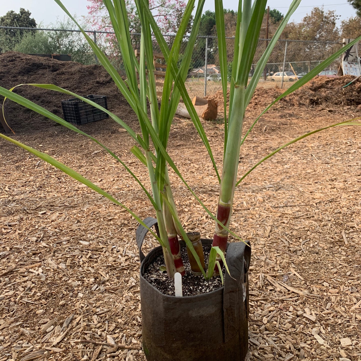 Sugarcane, Louisiana Green