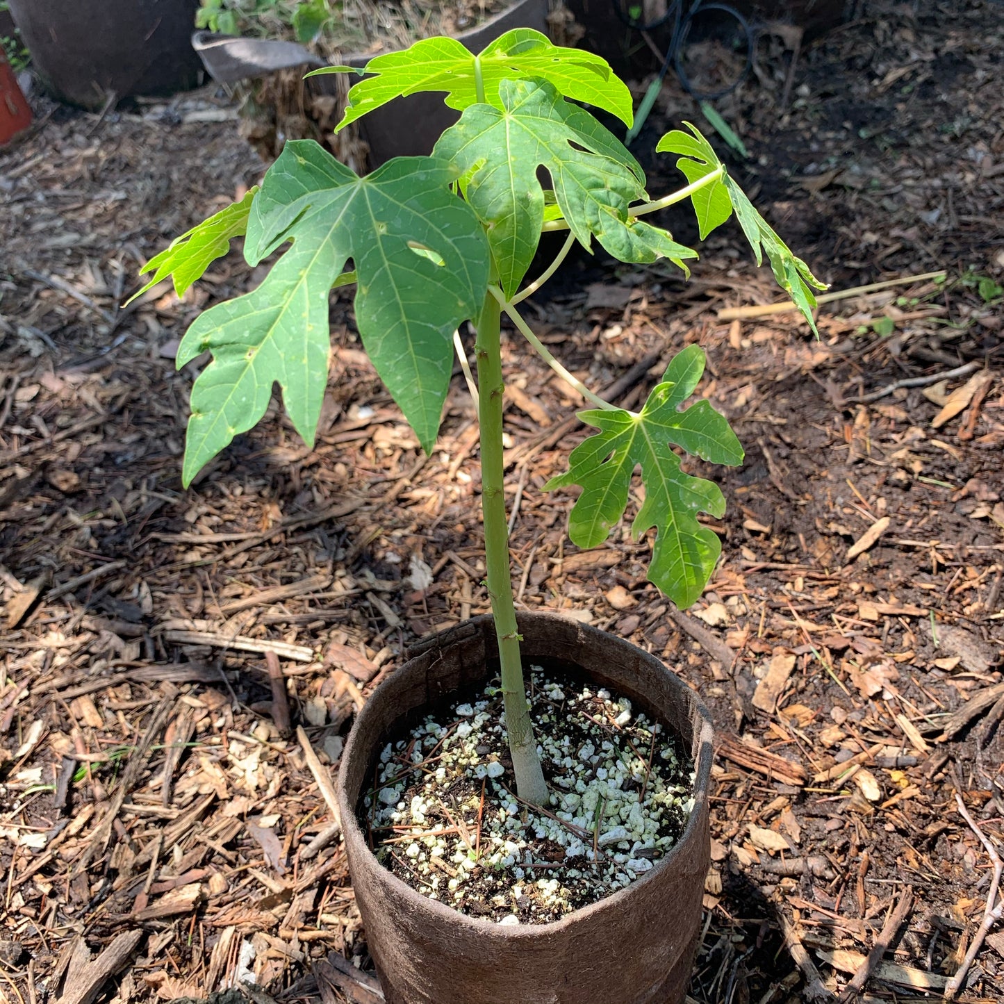 Papaya, Waimanalo / Kamiya