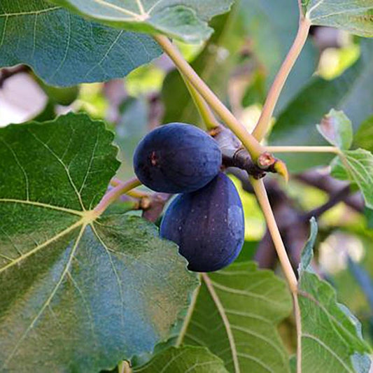 Fig, Blackjack