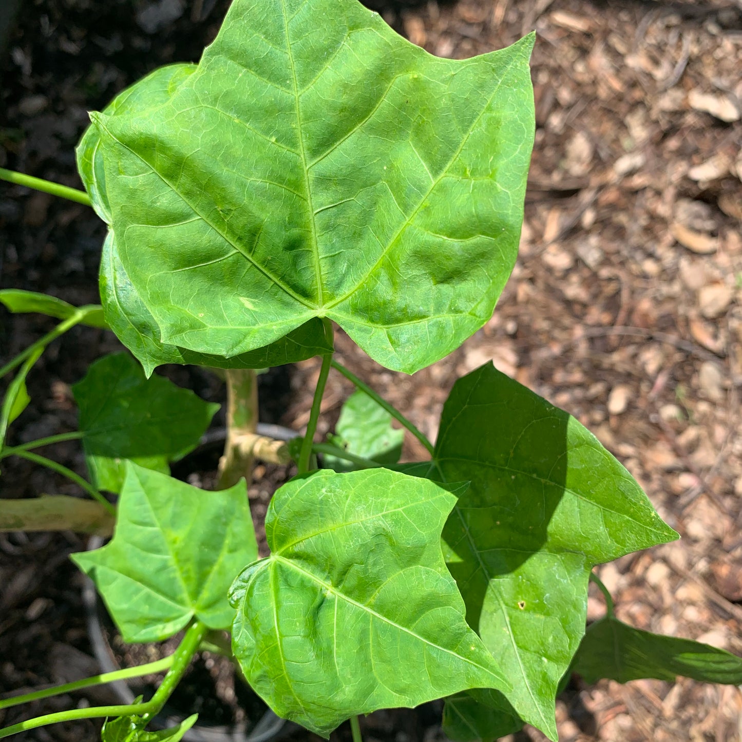 Maple Leaf Chaya / Tree Spinach