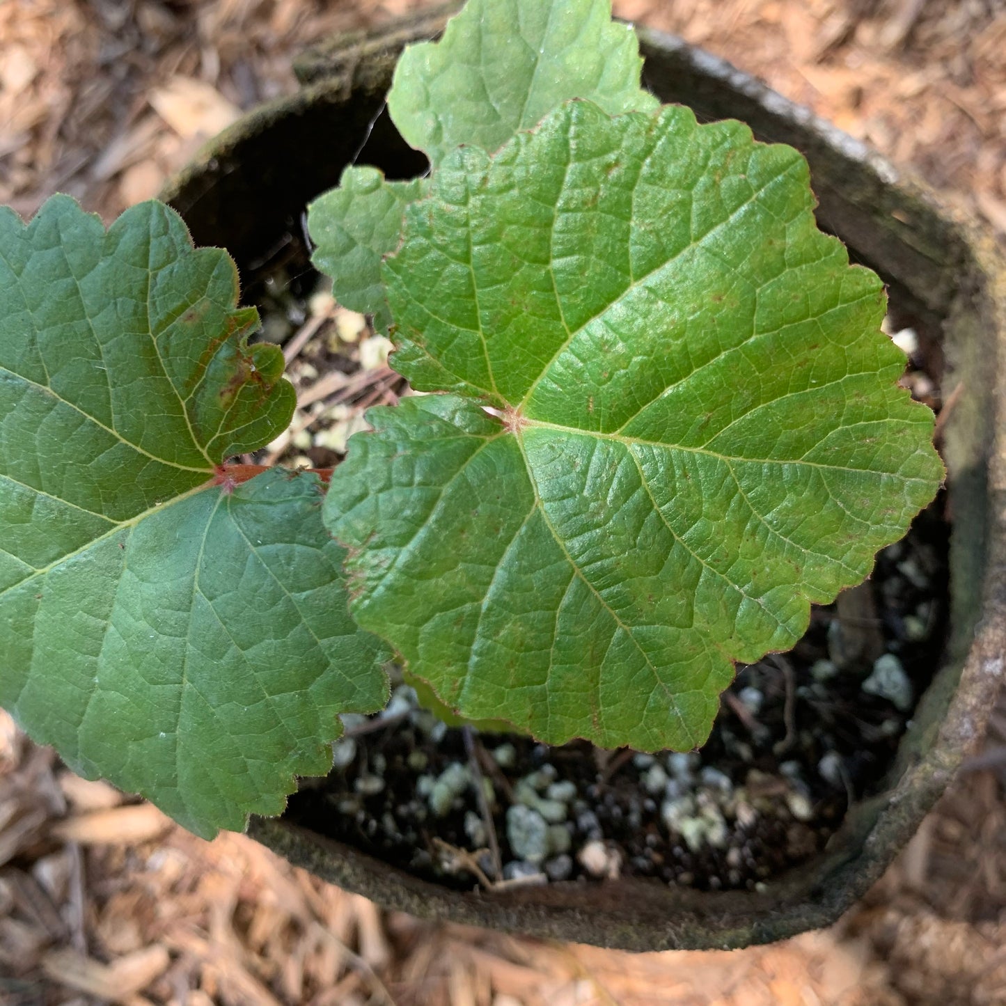 Grape, Niabell Concord