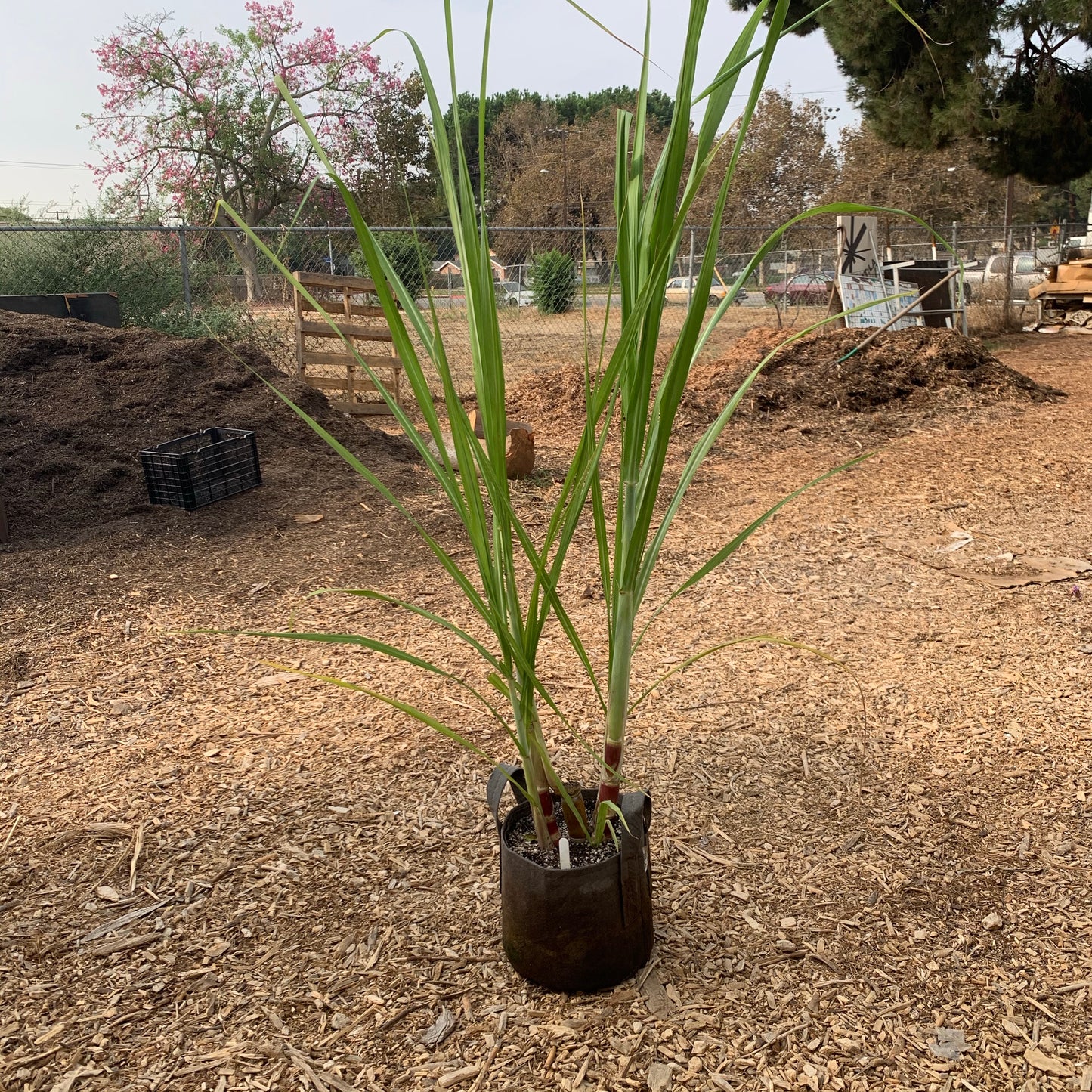 Sugarcane, Louisiana Green