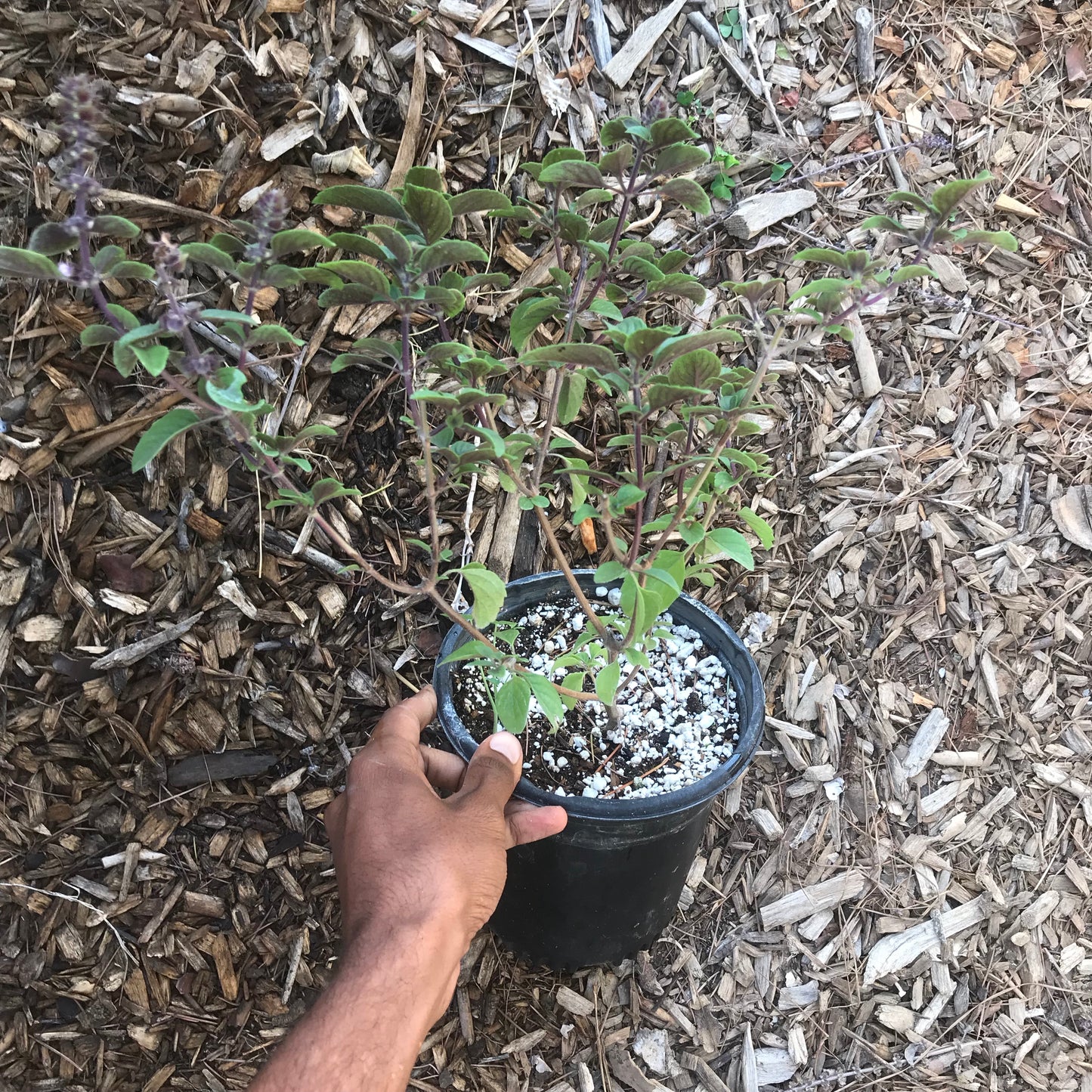 African Blue Basil