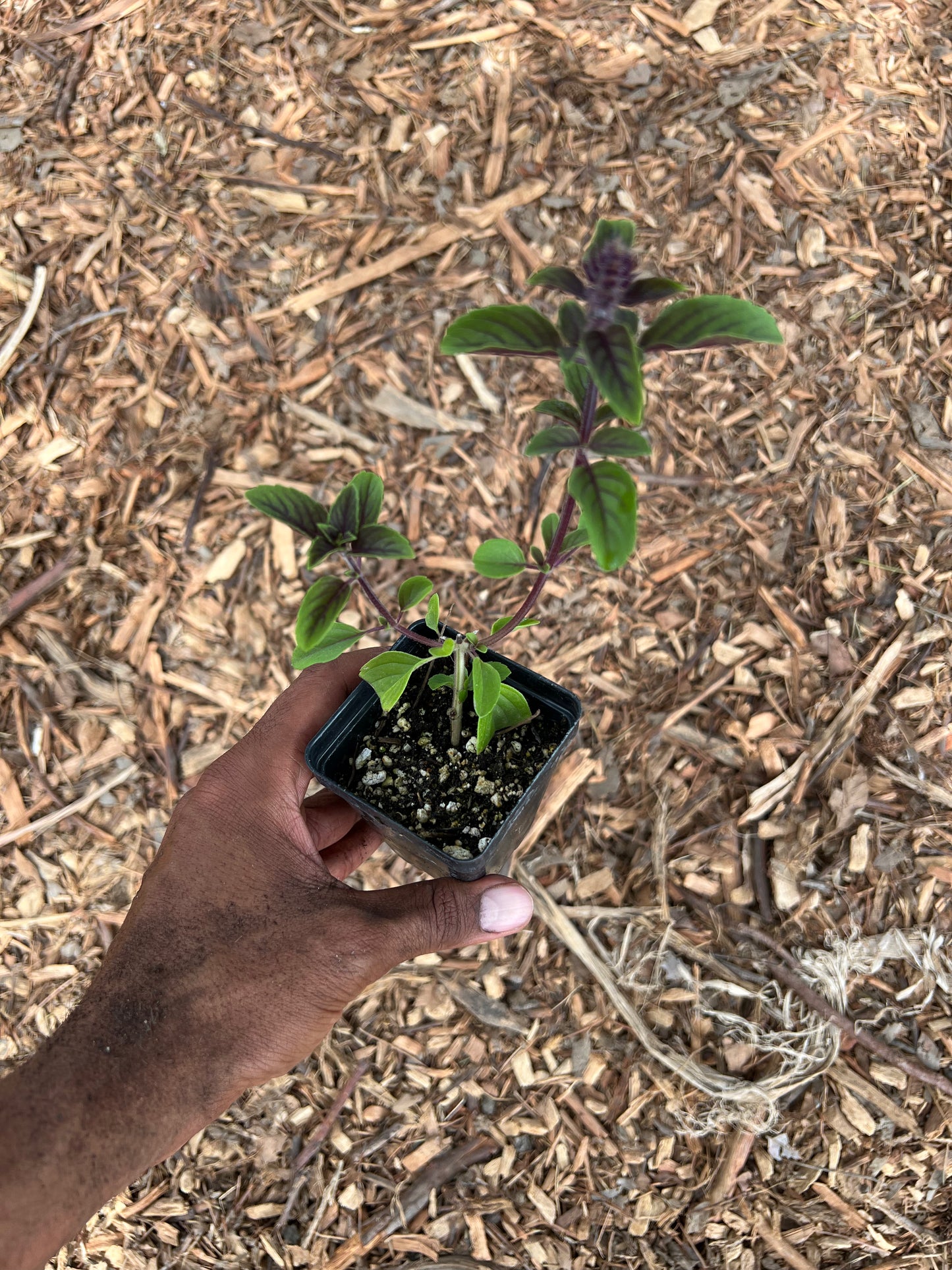 African Blue Basil